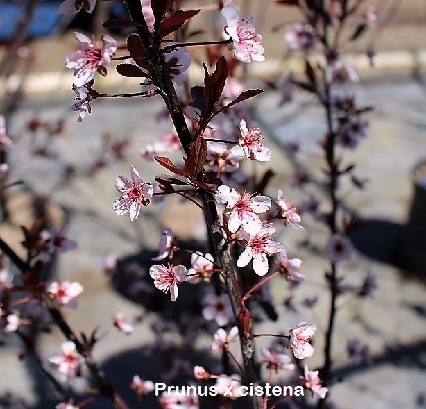 Purpleleaf Sandcherry Tree