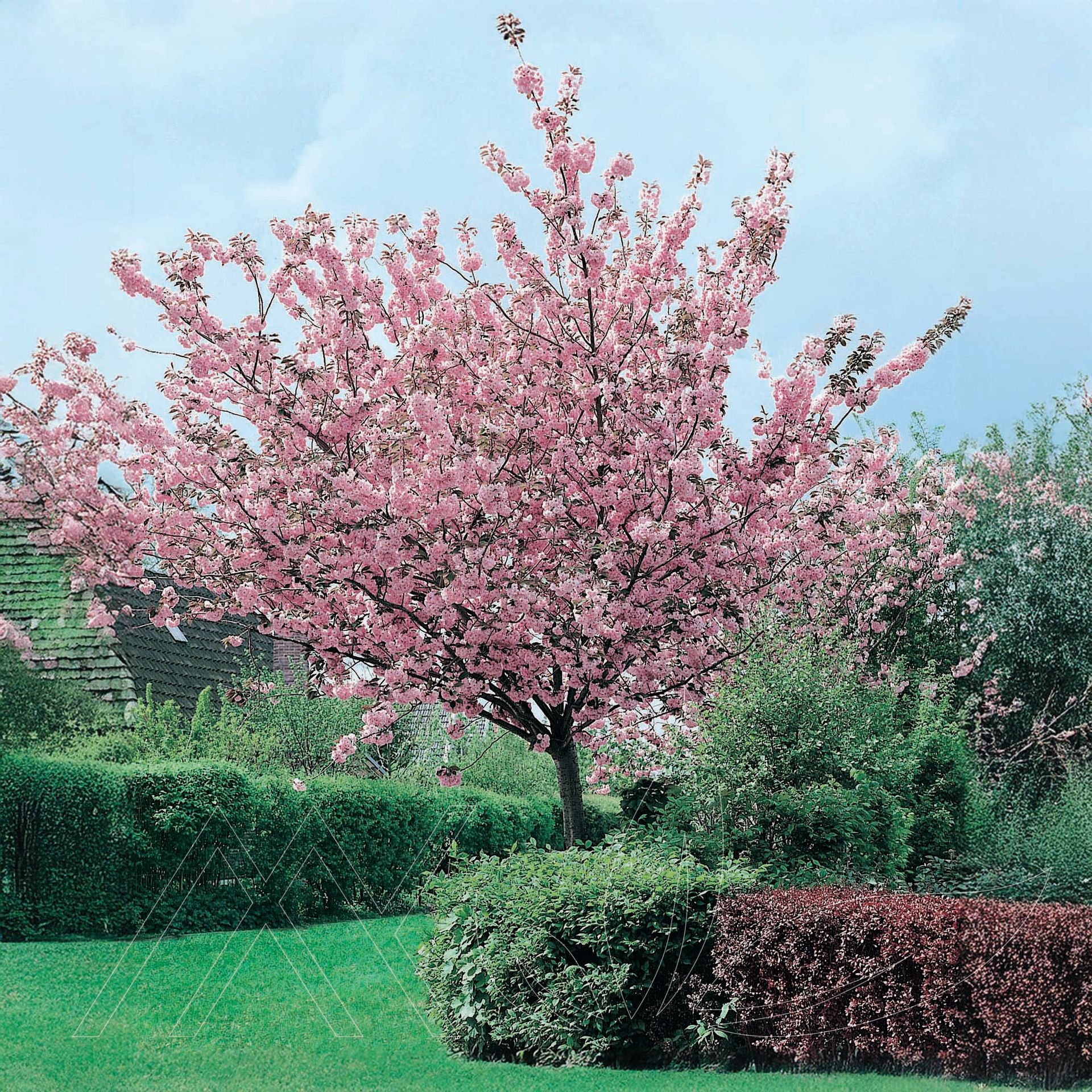Kwanzan Japanese Cherry