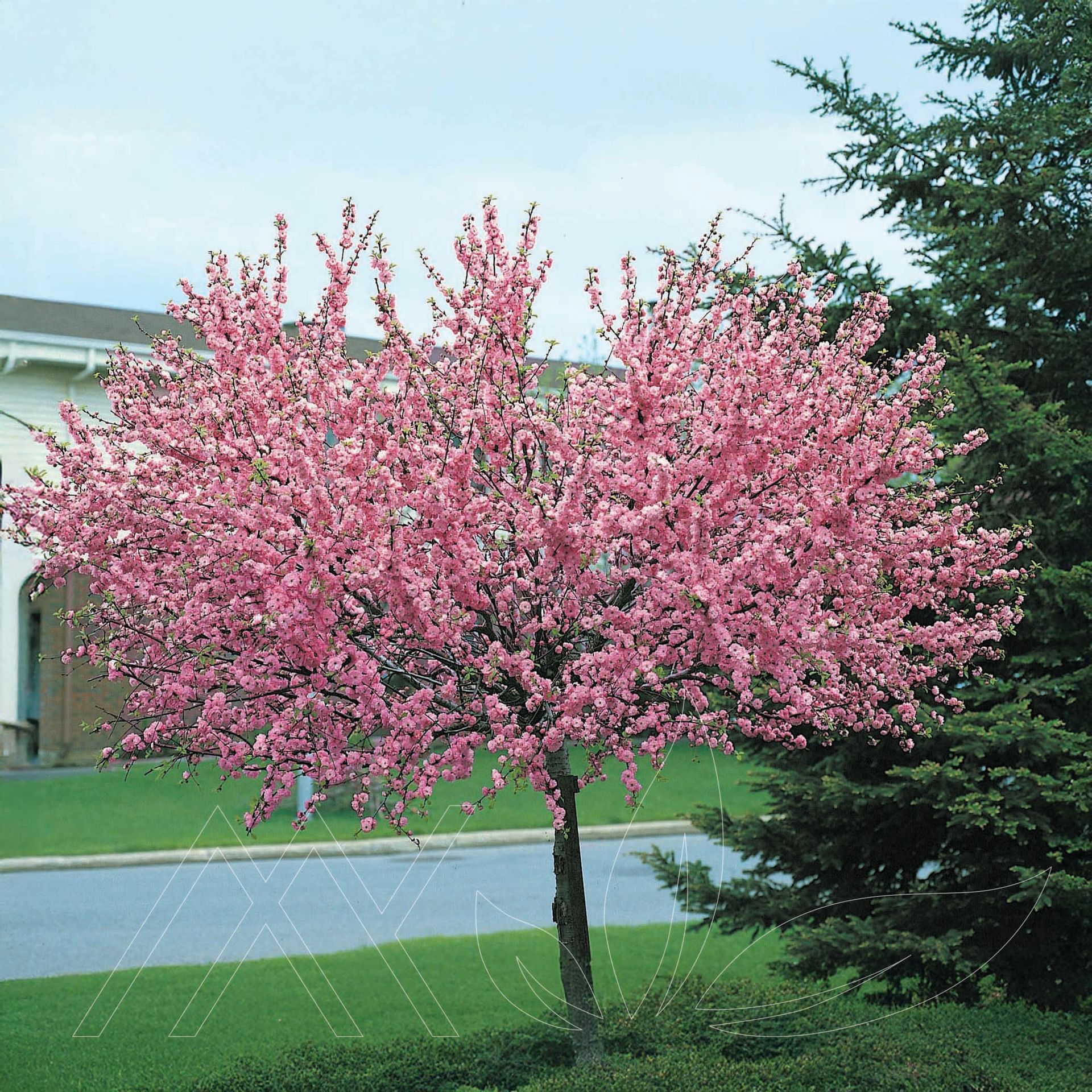 Double Flowering Almond Standard