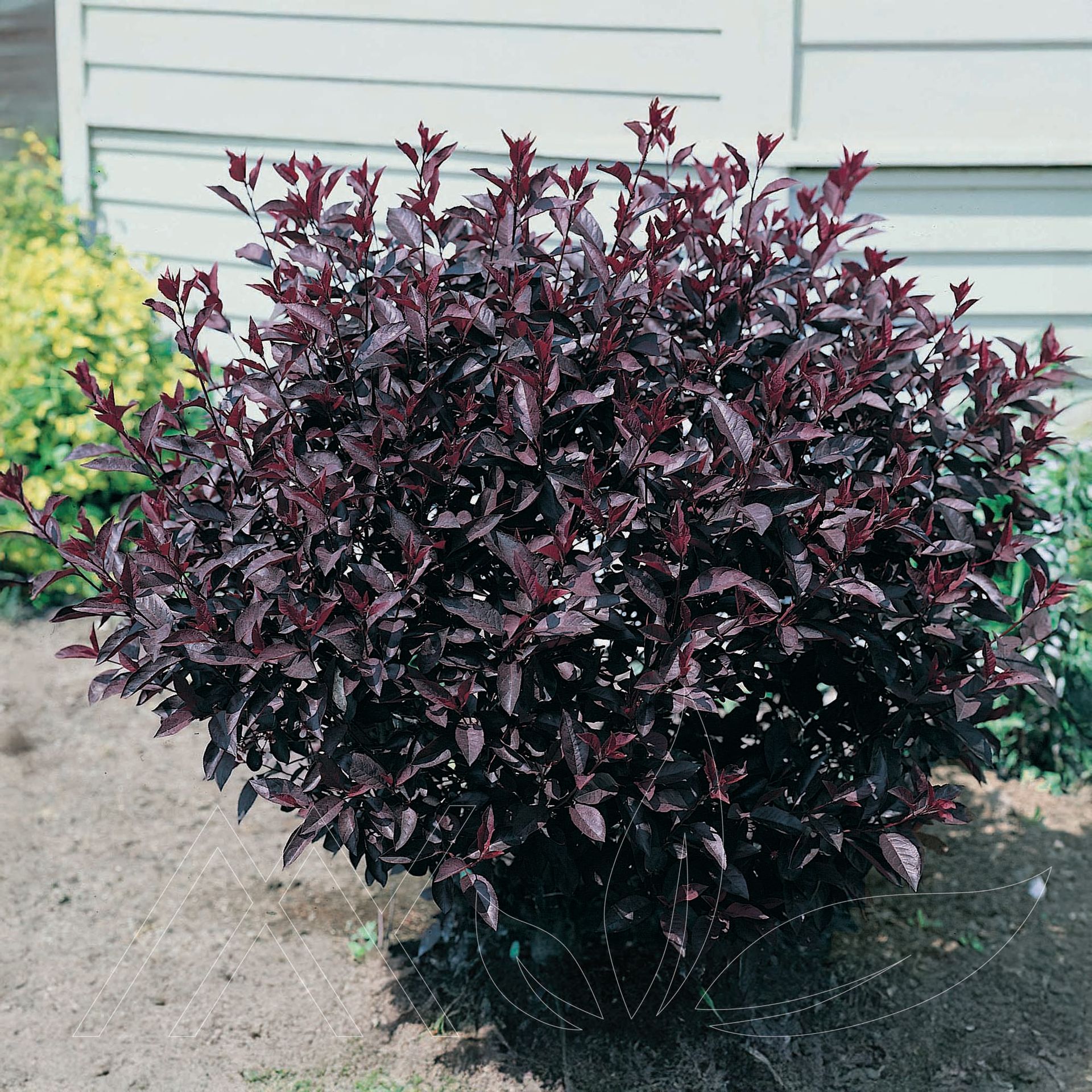 Purpleleaf Sandcherry Shrub