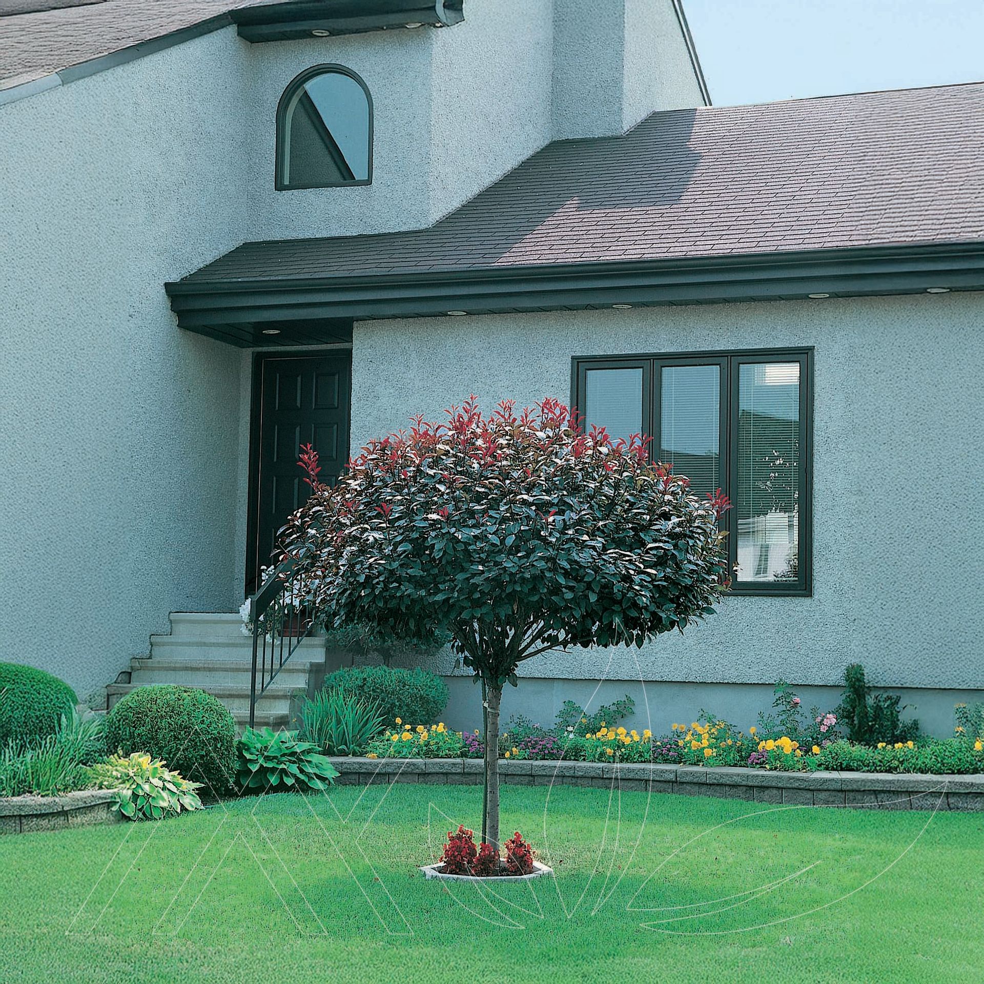 Purpleleaf Sandcherry Tree