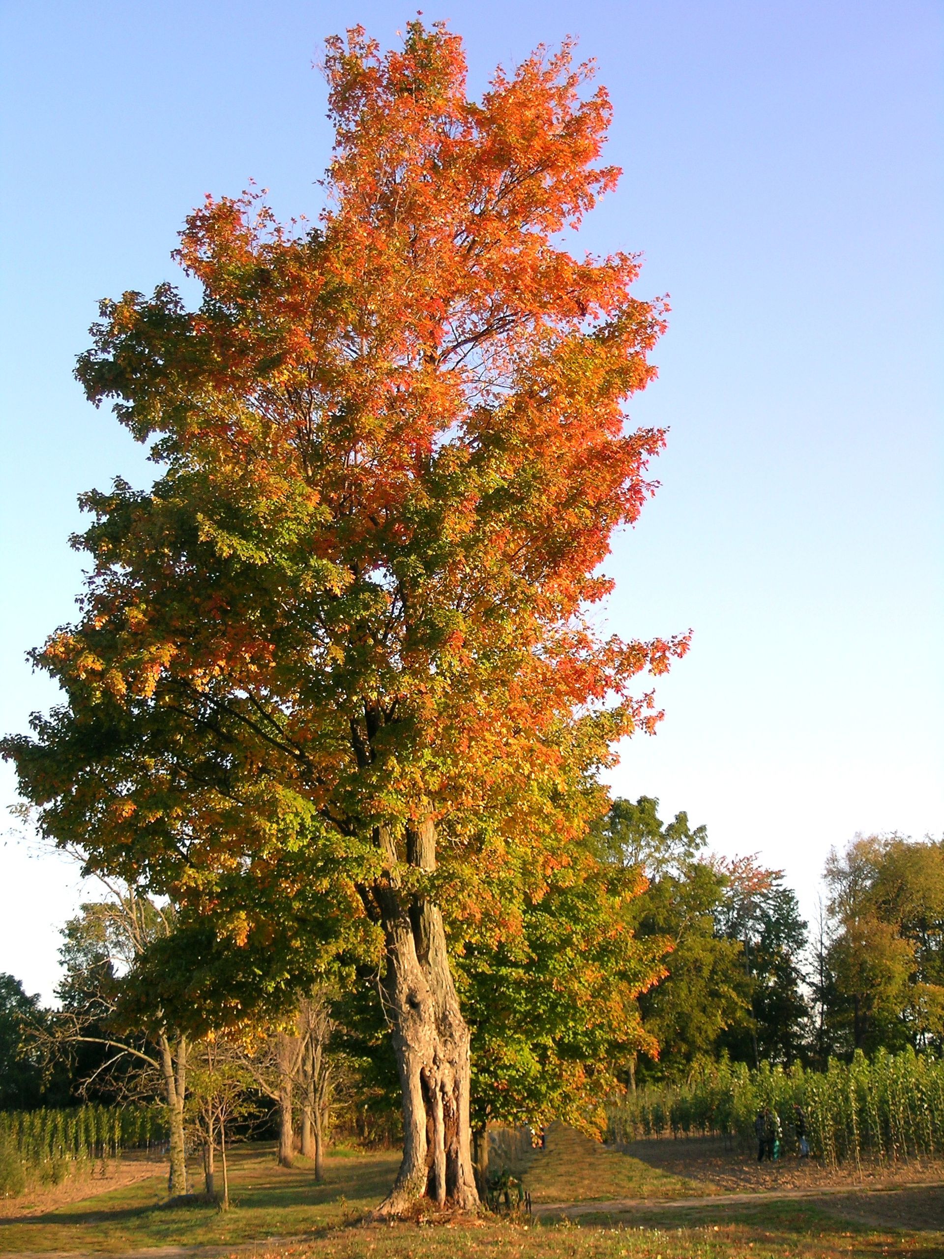 Red Oak