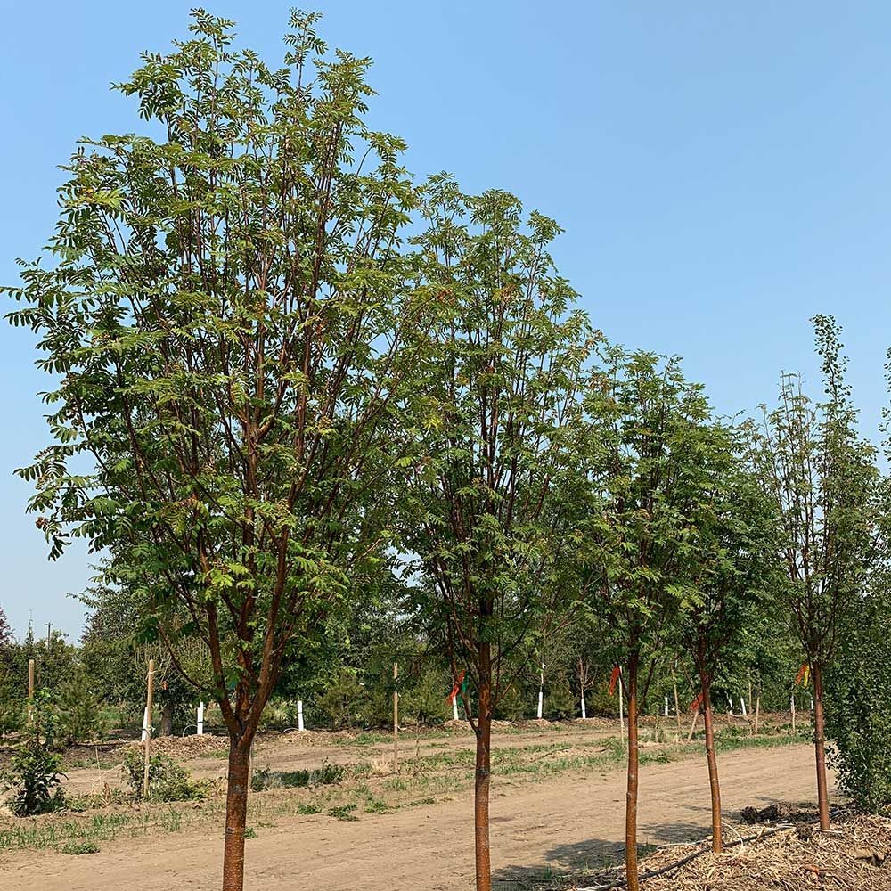 Russian Mountain Ash