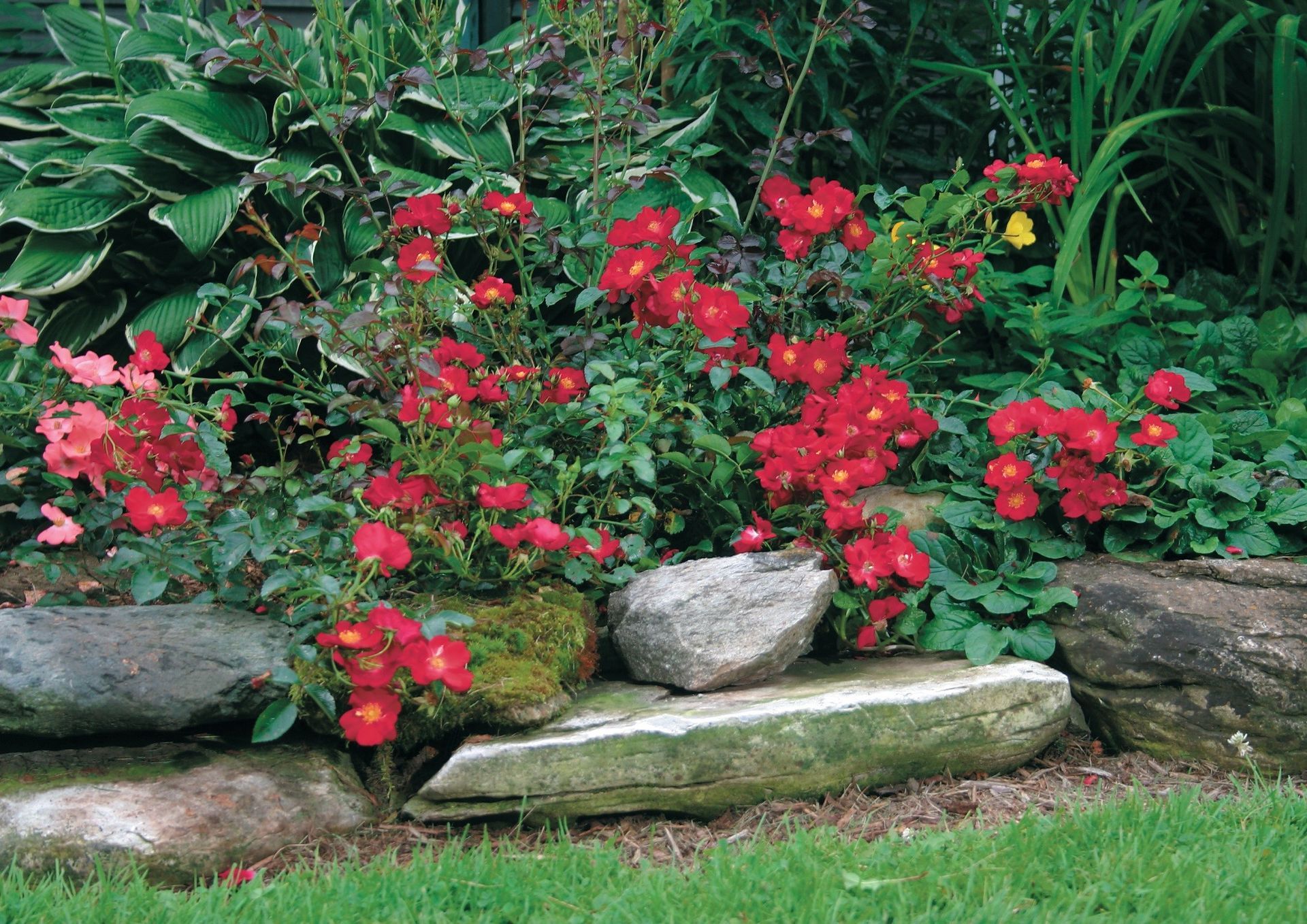 Red Flower Carpet® Rose