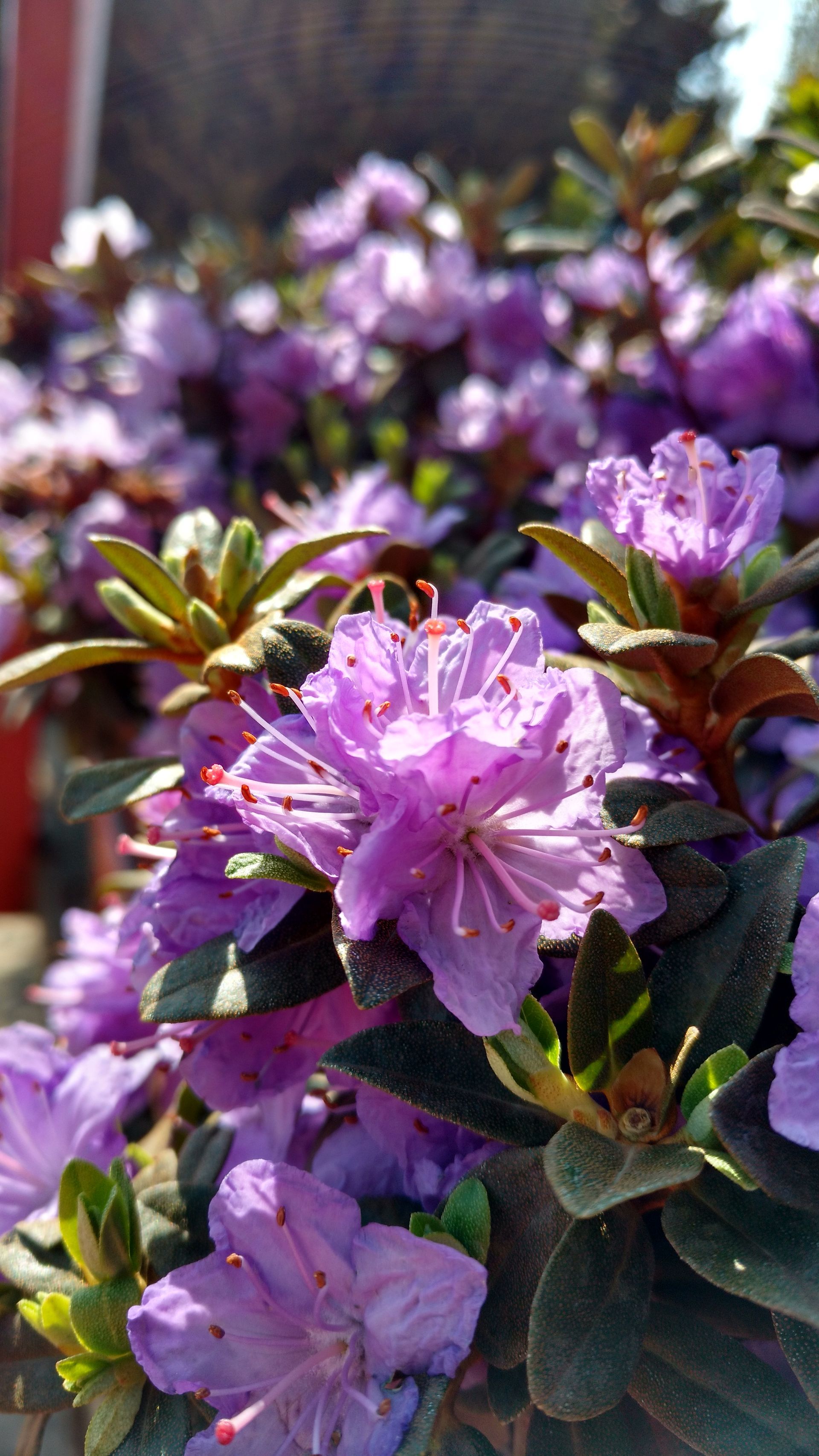 Ramapo Rhododendron
