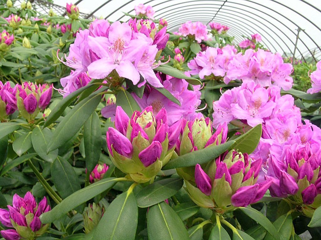 English Roseum Rhododendron