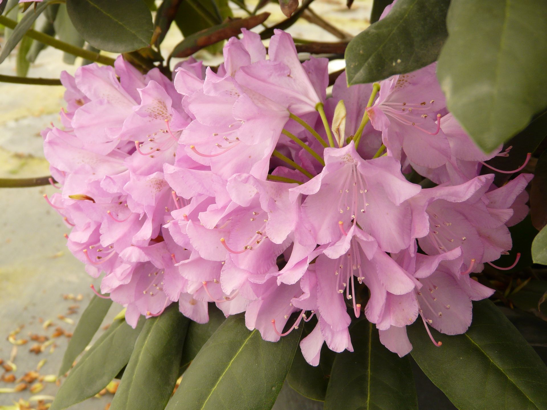 Roseum Elegans Rhododendron