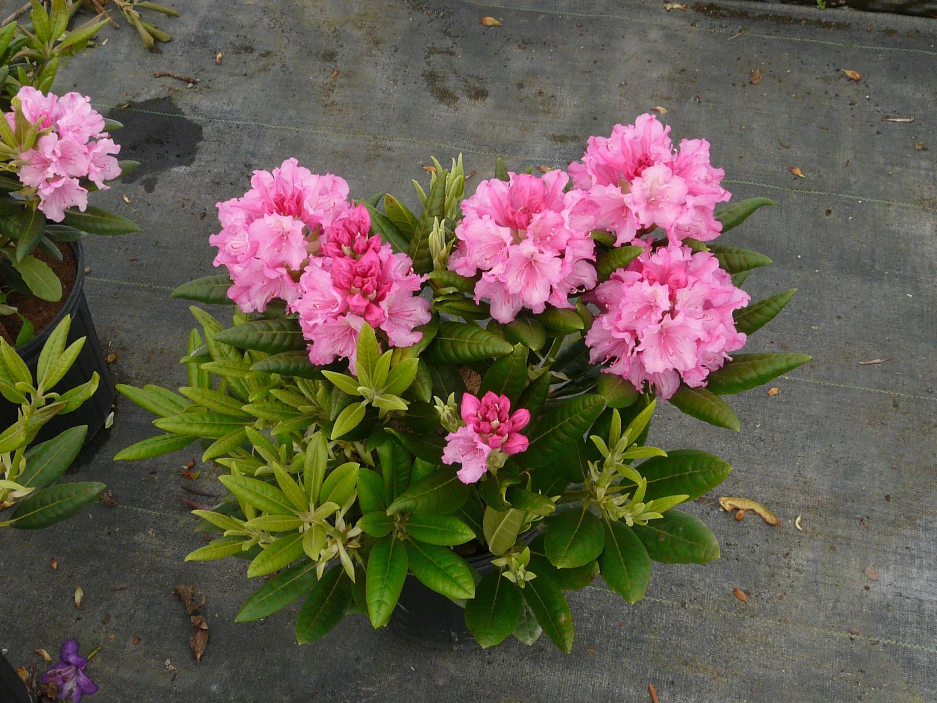 Haaga Rhododendron