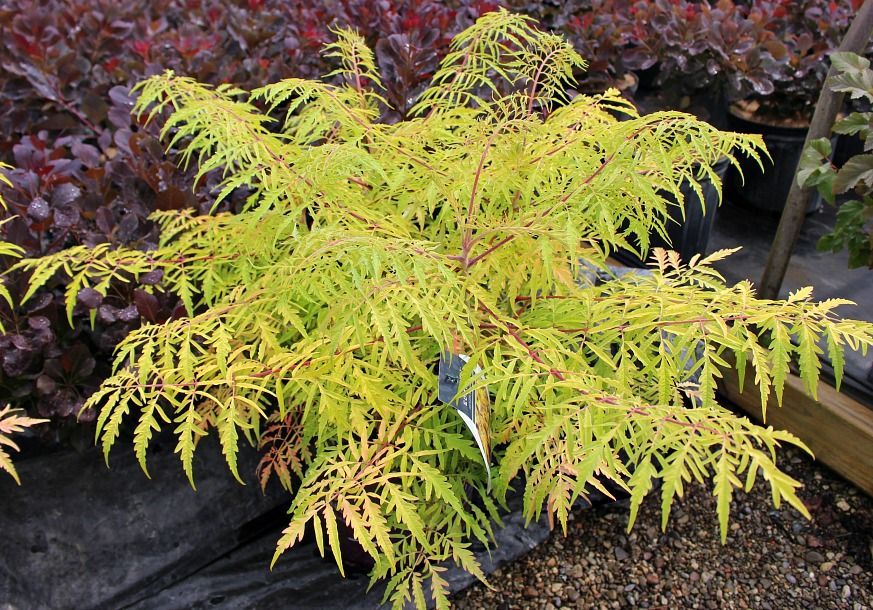 Tiger Eyes® Cutleaf Sumac