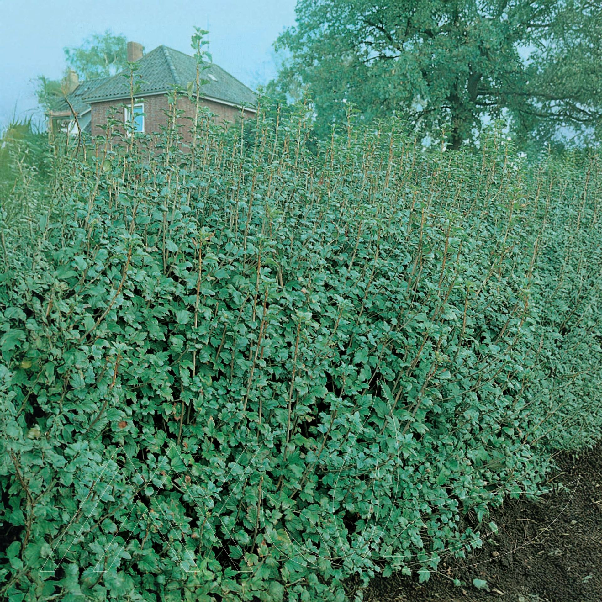 Schmidt Alpine Currant