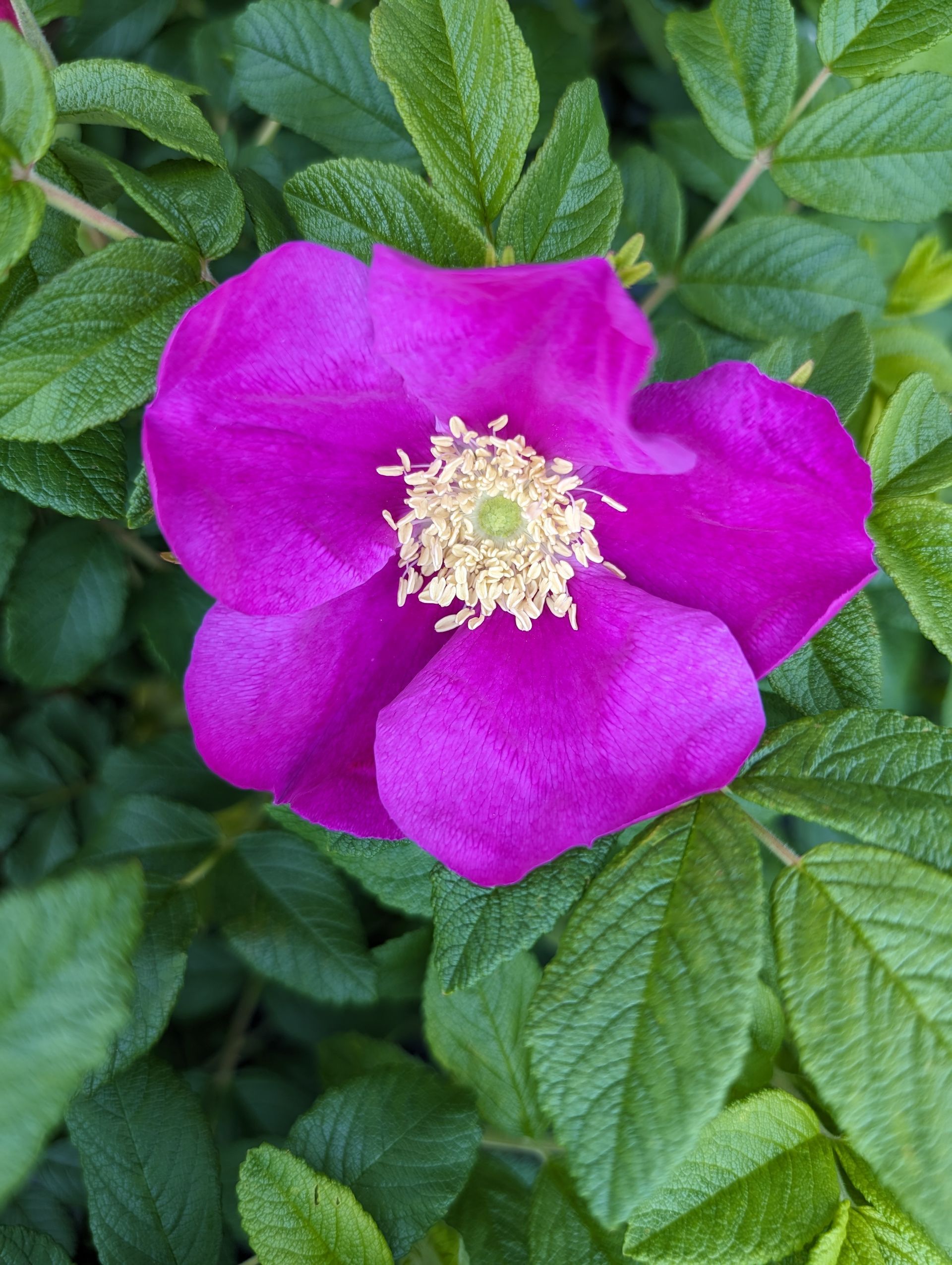 Rugosa or Saltspray Rose