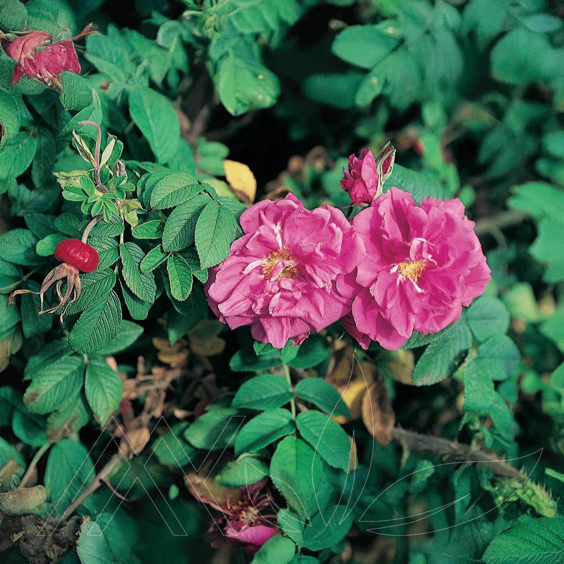 Pink Pavement Rose