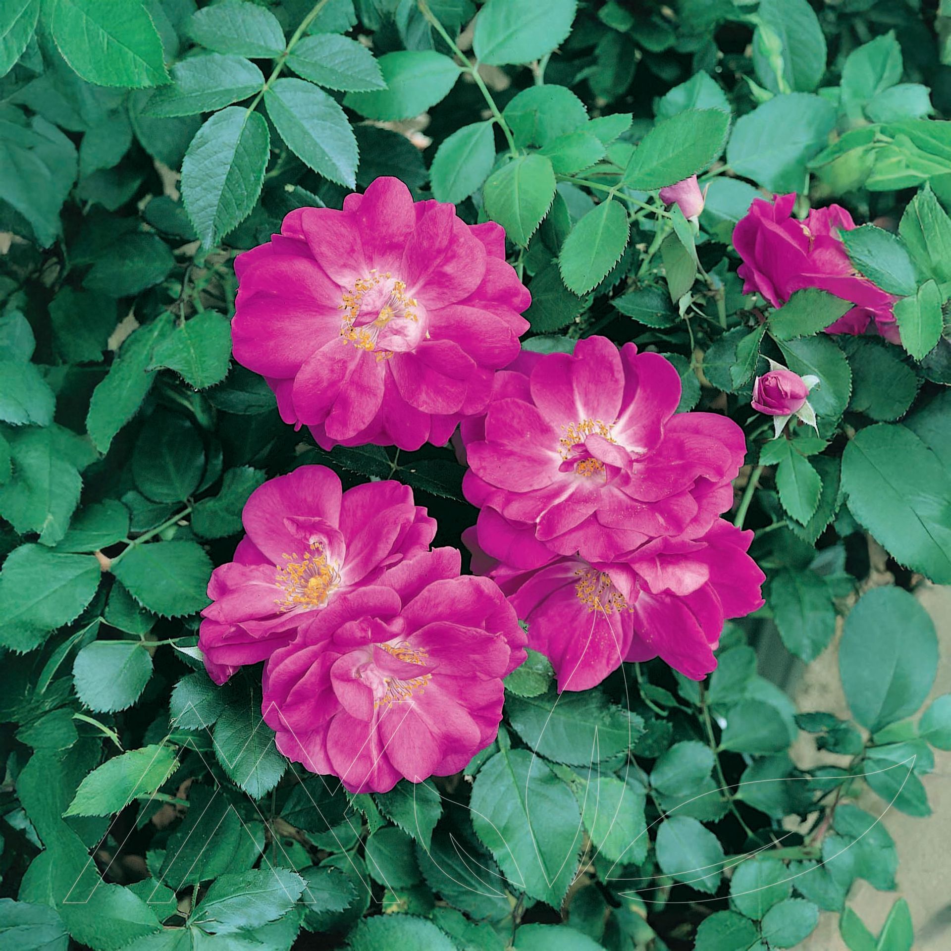 Purple Pavement Rose