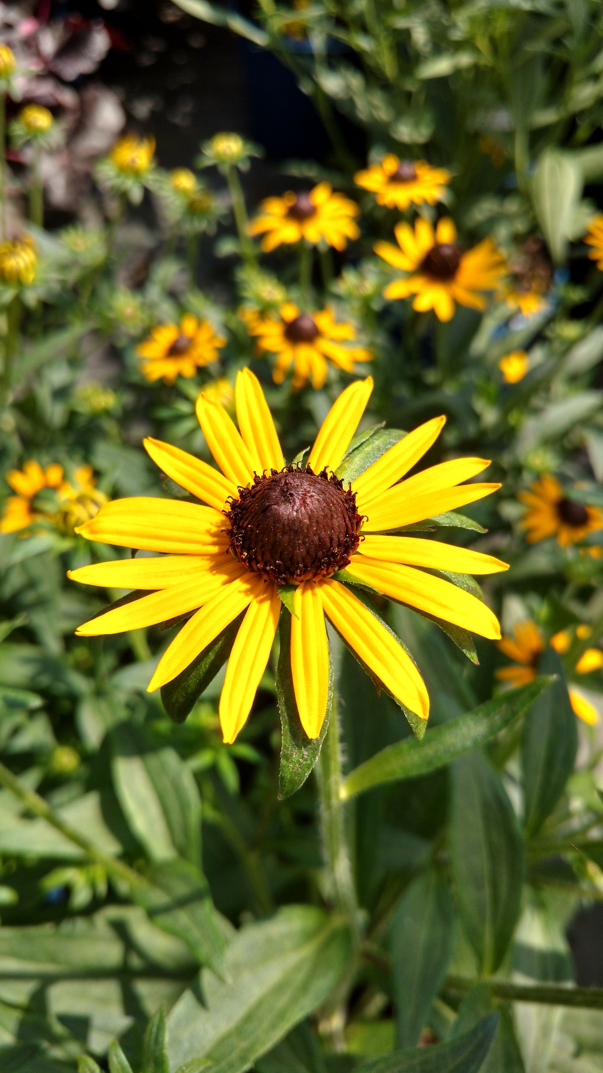 Dwarf Black-Eyed Susan
