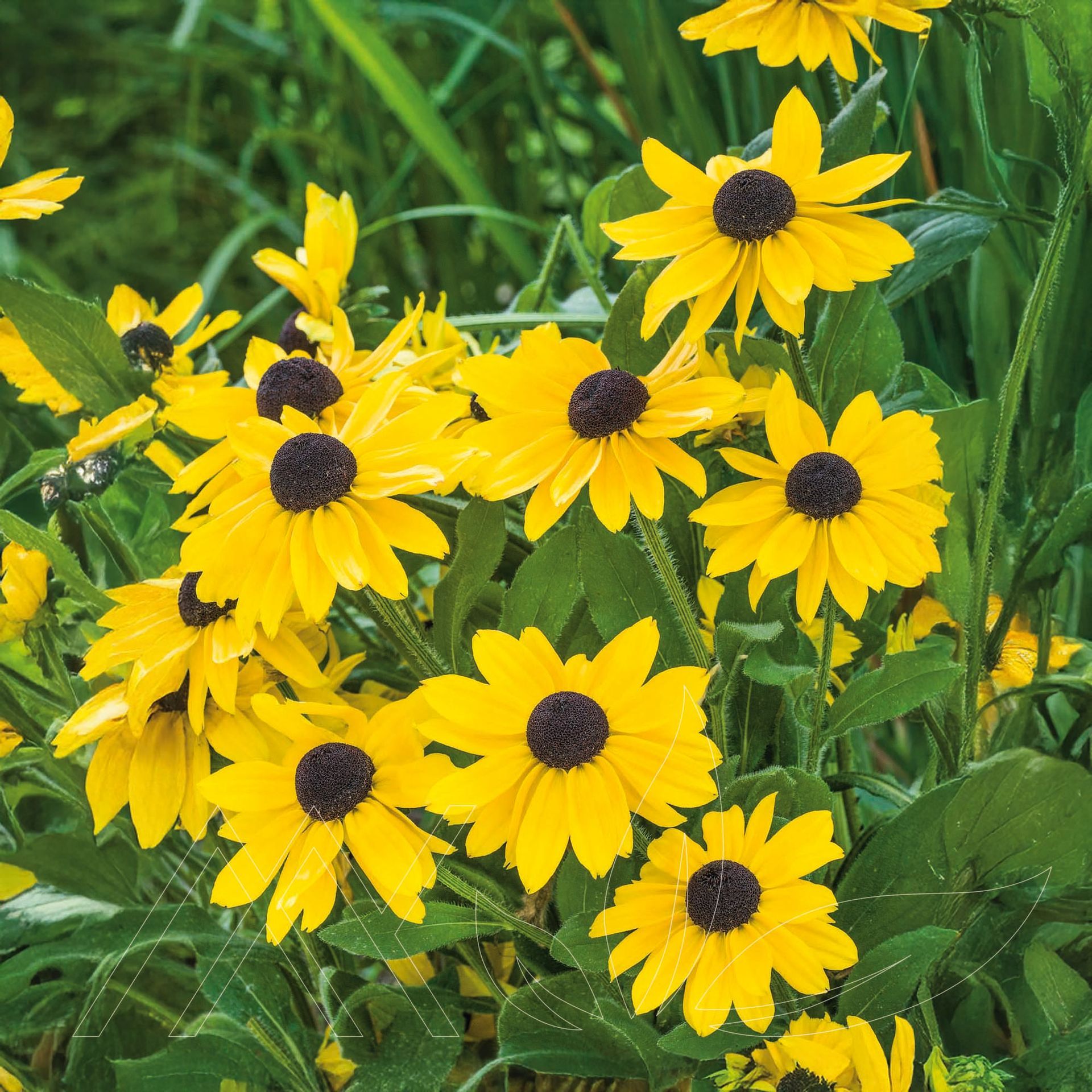 Black-Eyed Susan