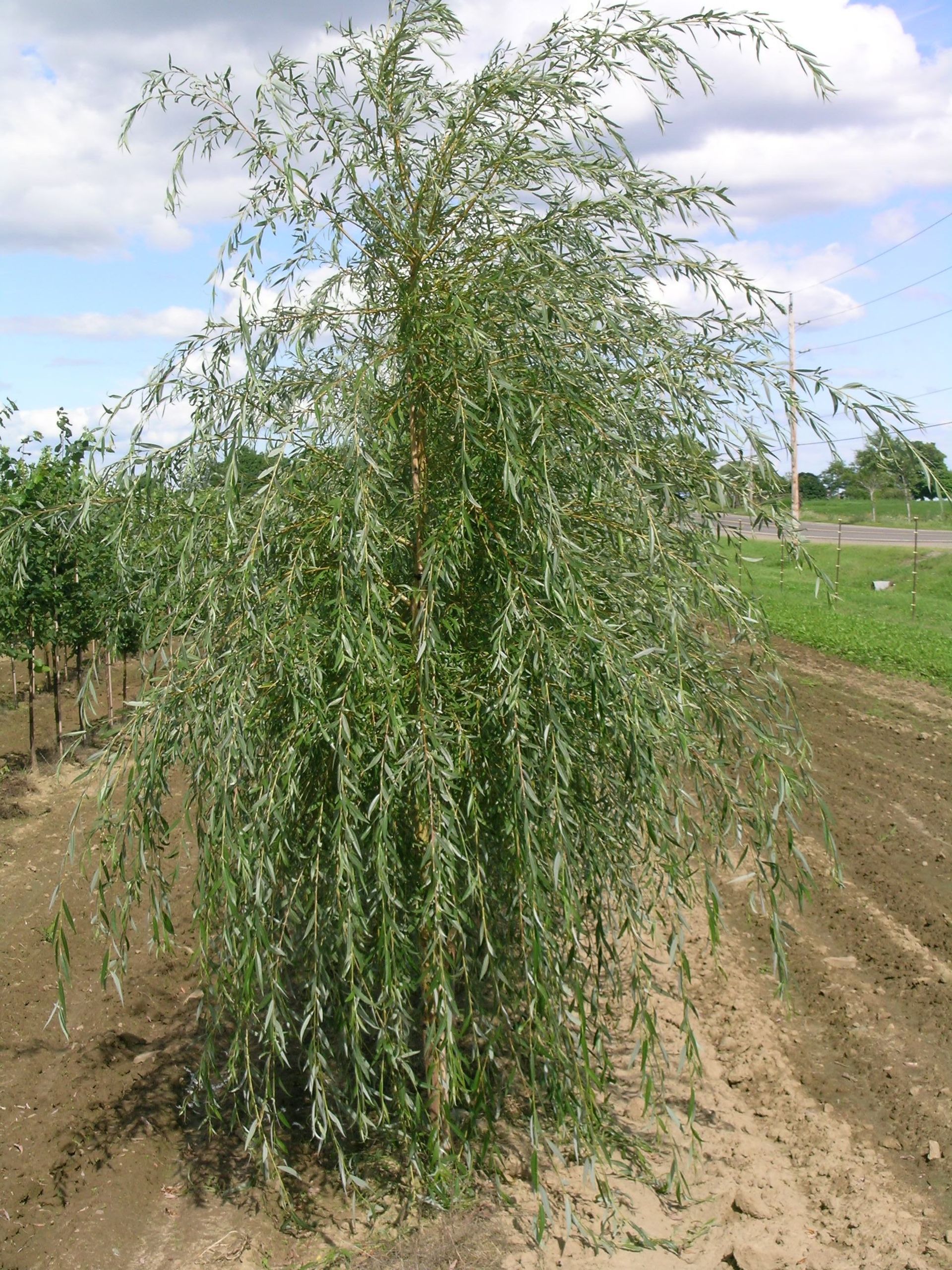 Golden Weeping Willow