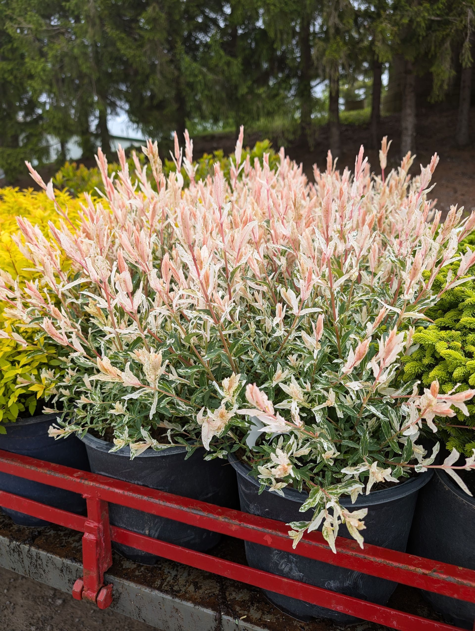 Variegated Japanese Willow Shrub