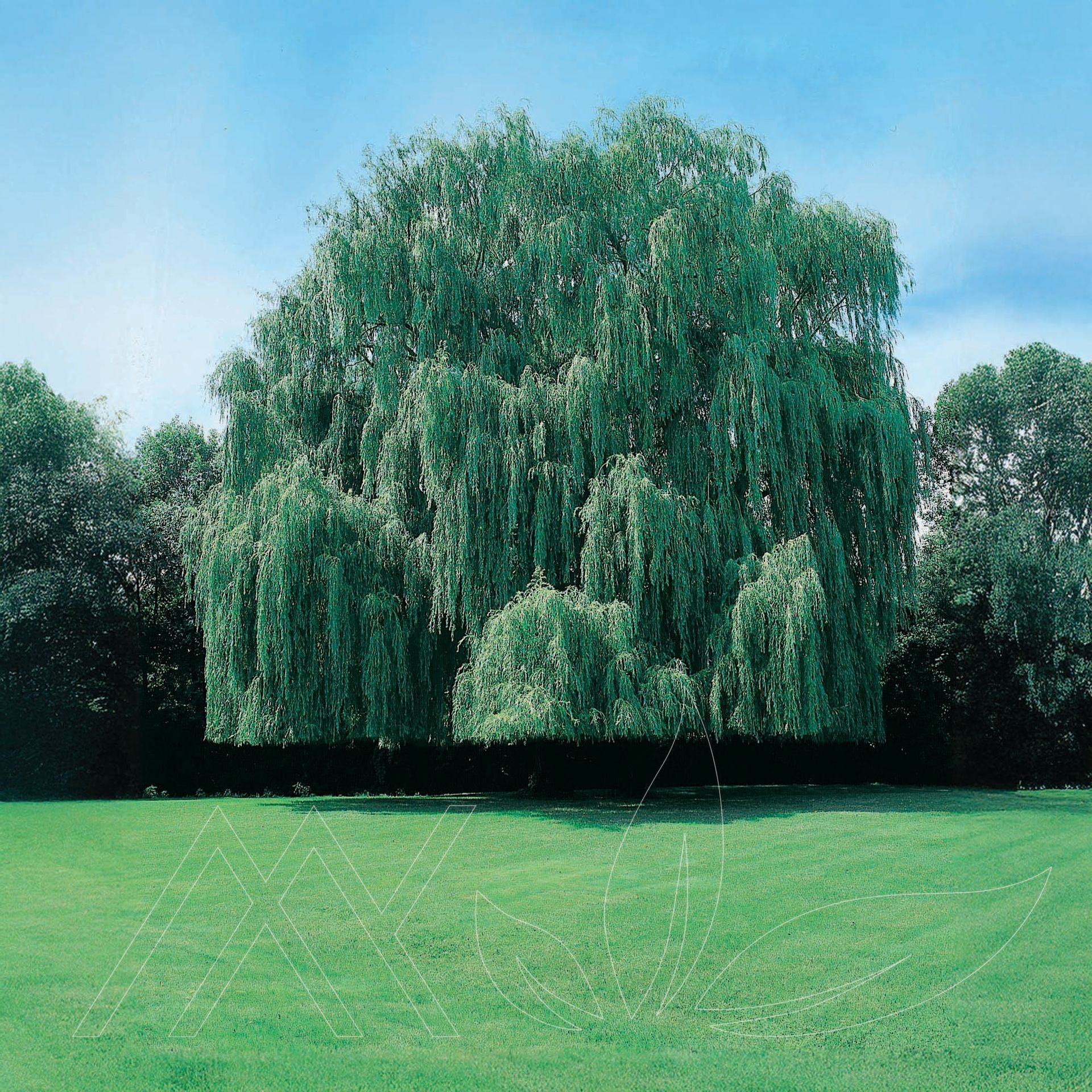 Golden Weeping Willow