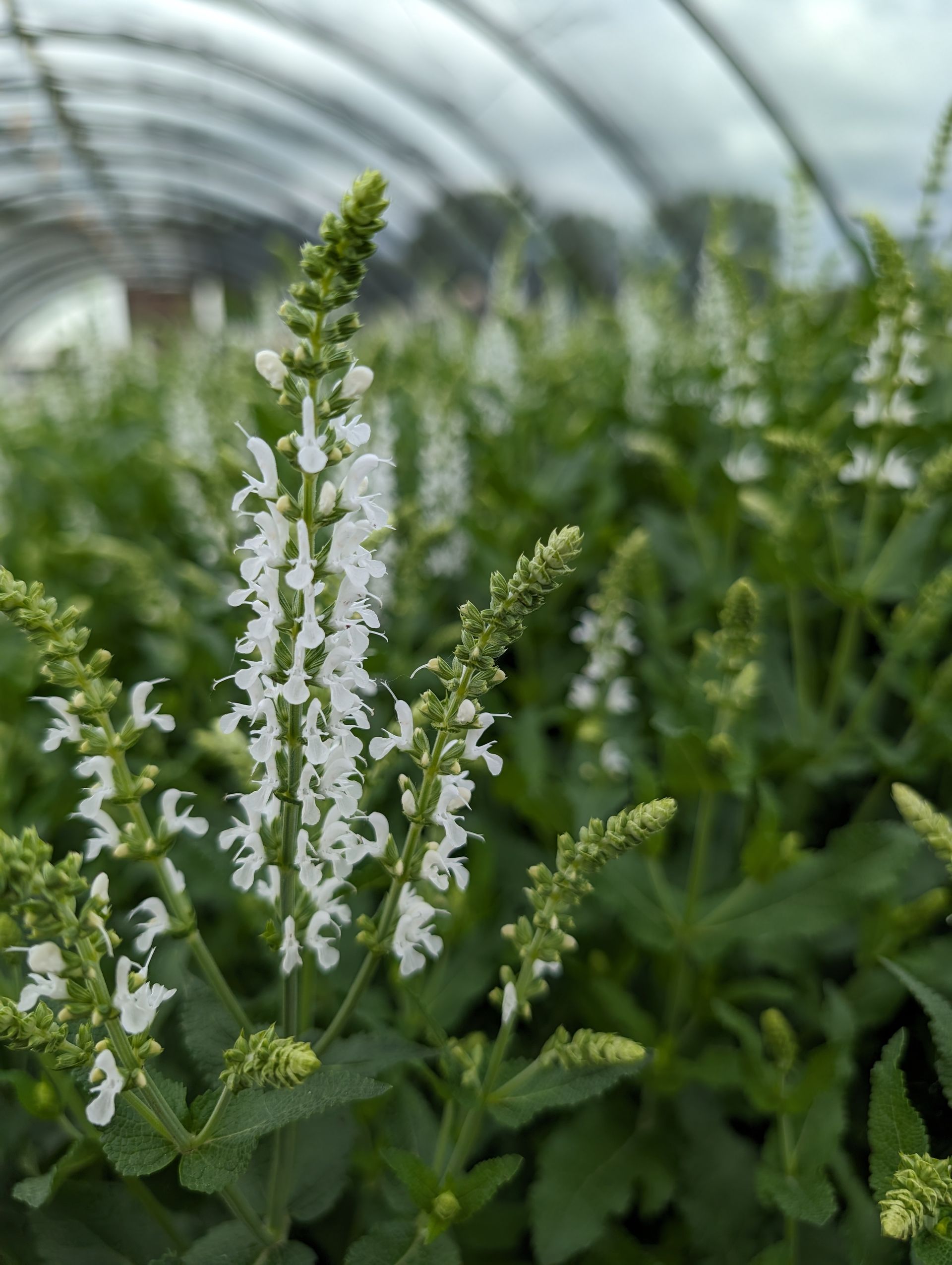 Snow Hill Meadow Sage