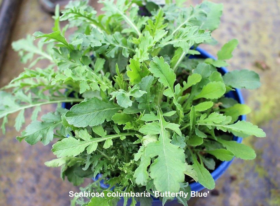 Butterfly Blue Pincushion Flower