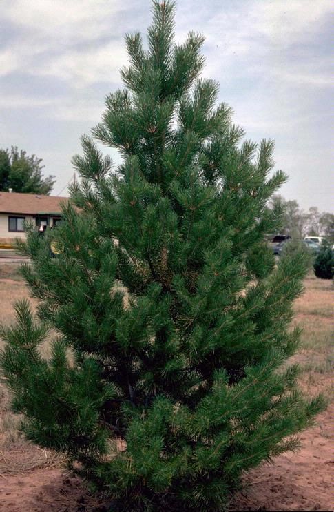 Scot's Pine