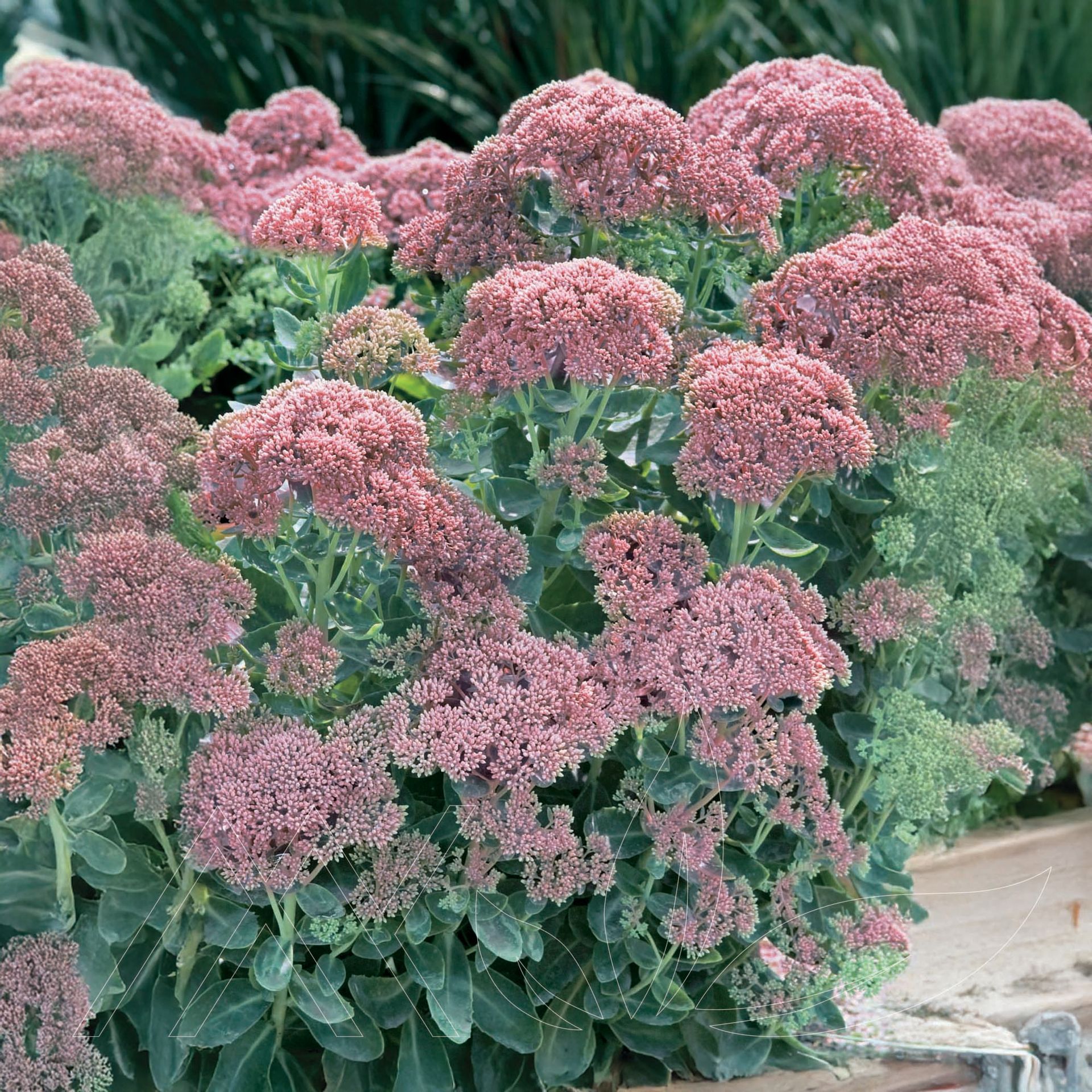 Autumn Fire Stonecrop
