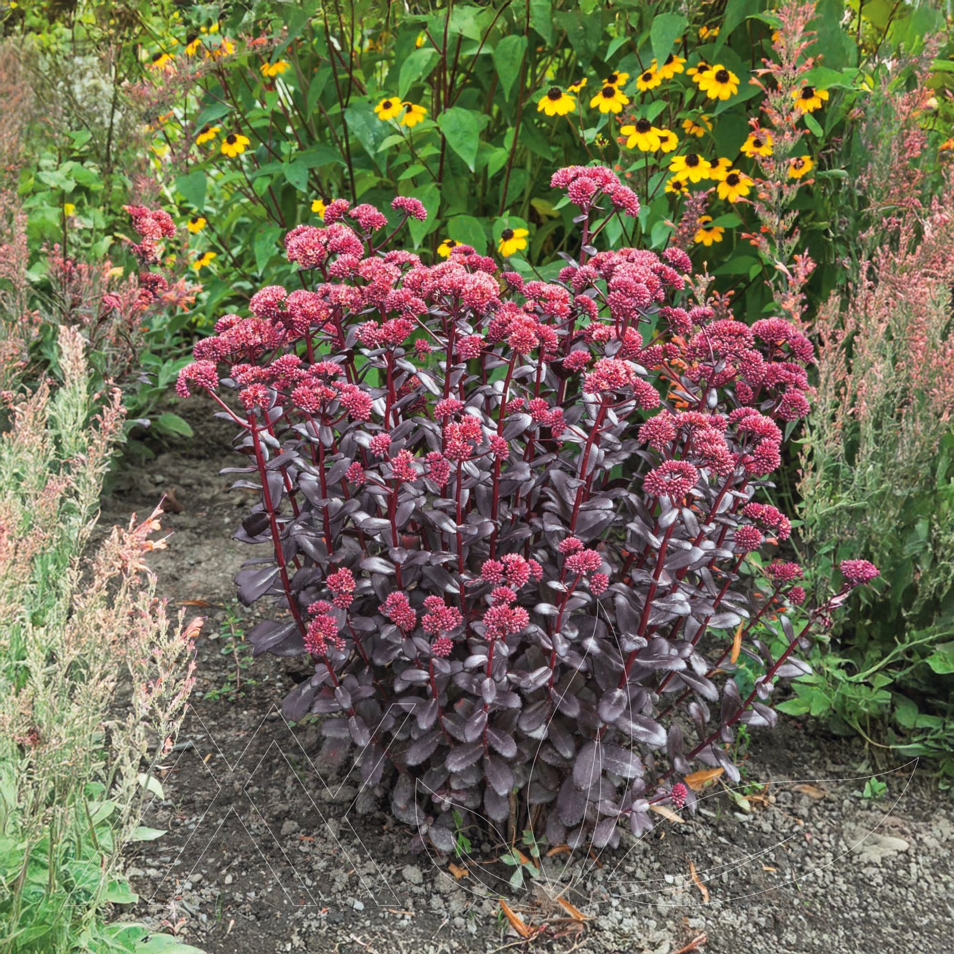 Touchdown™ Teak Stonecrop