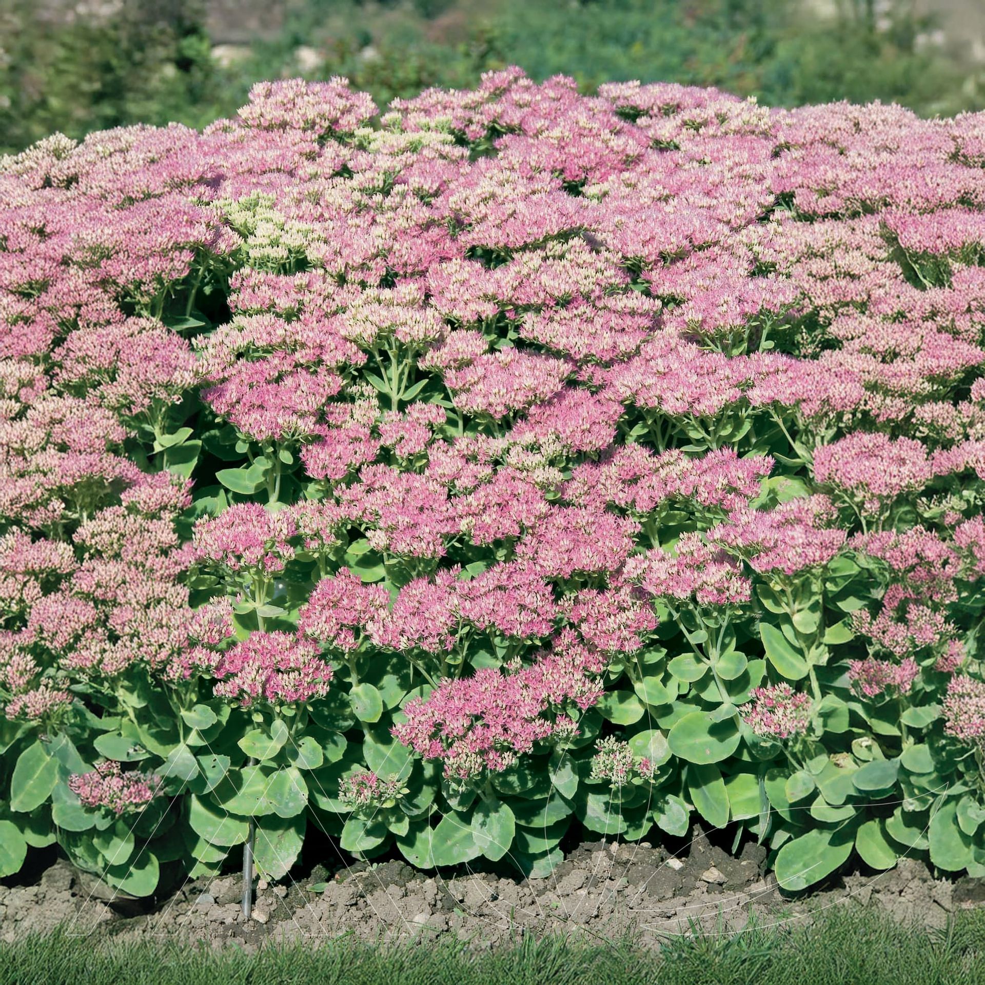 Brilliant Stonecrop