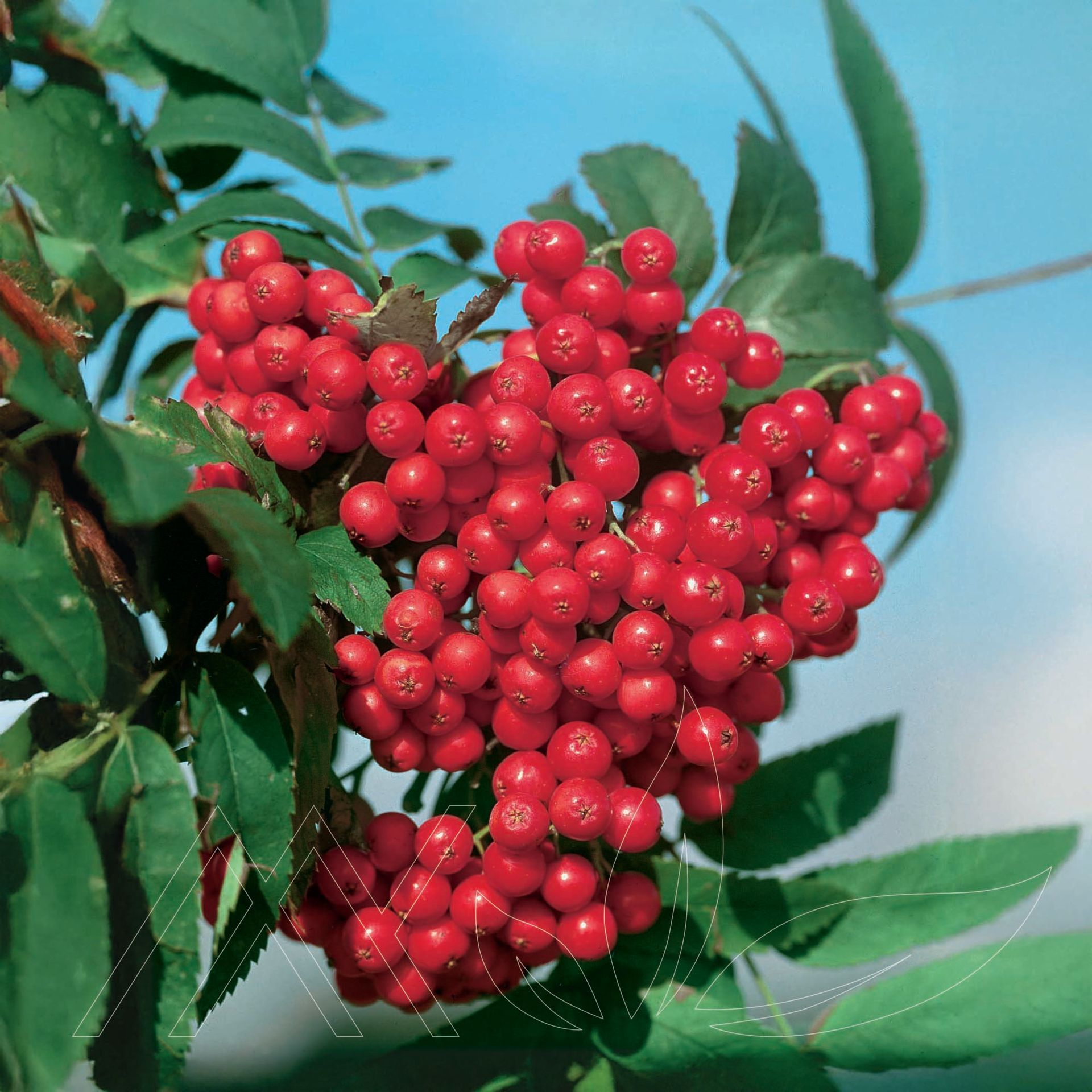 Cardinal Royal® Mountain Ash