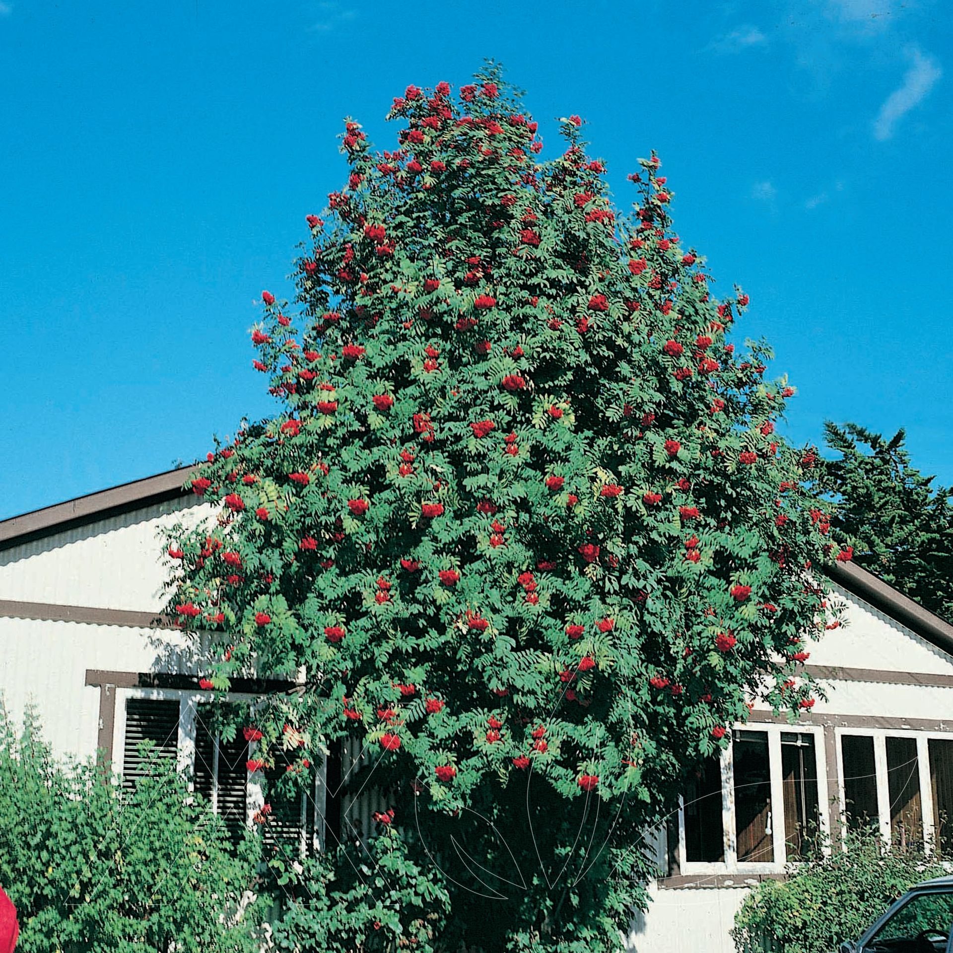 Skybound Mountain Ash