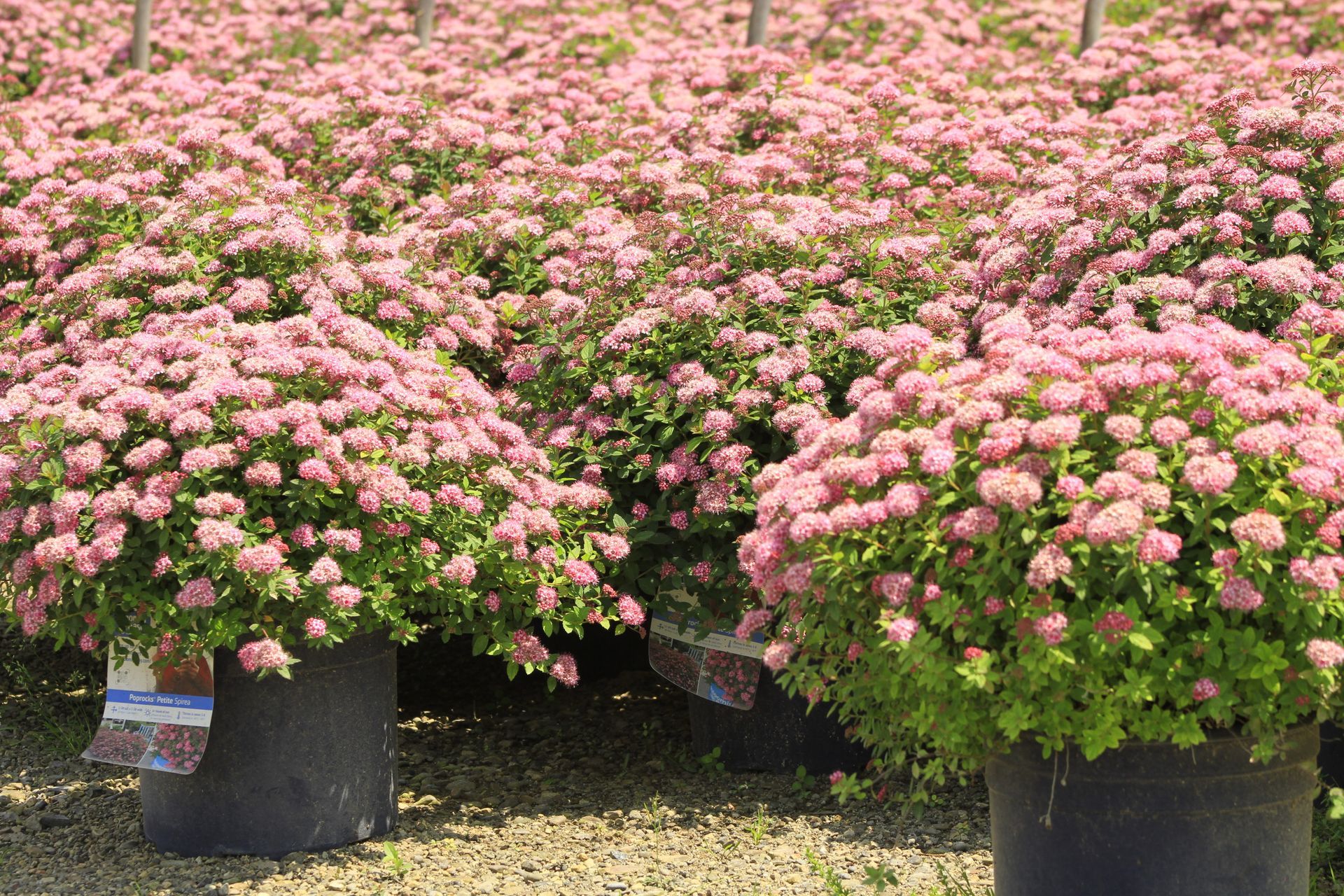 Poprocks® Petite Spirea