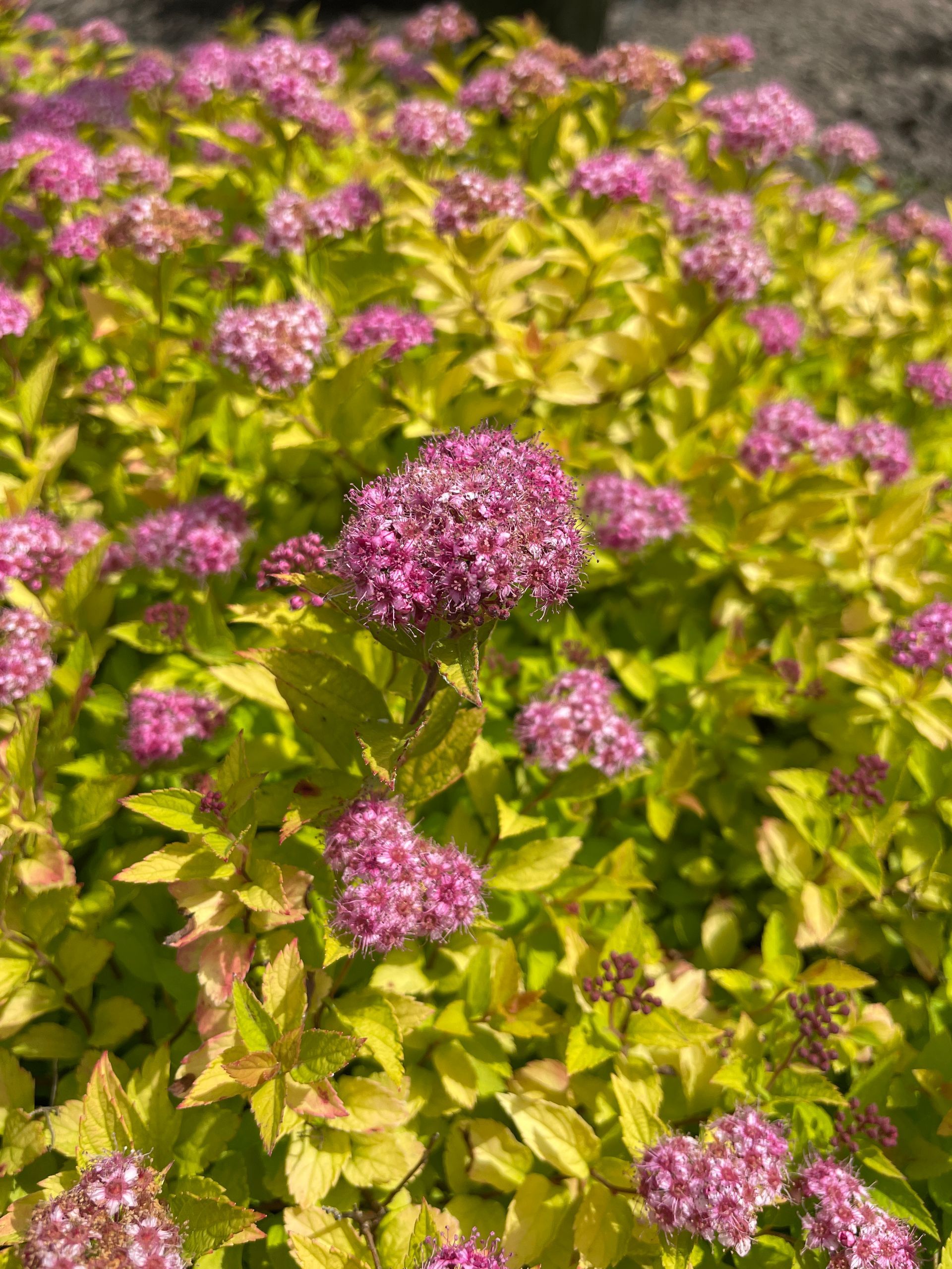 Pineapple Poprocks® Spirea