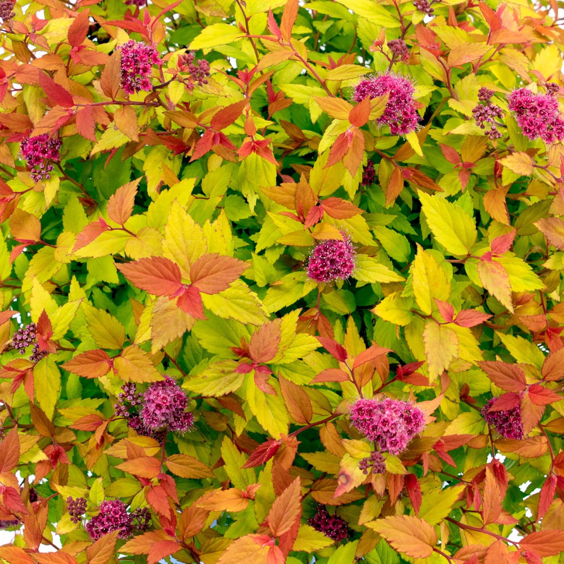 Rainbow Fizz™ Spirea