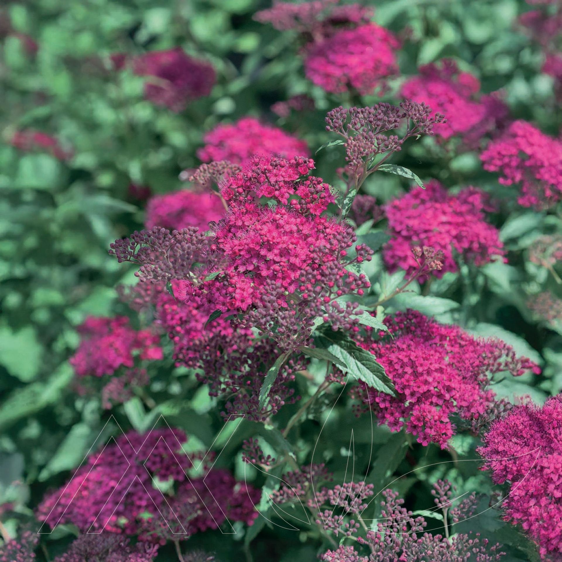 Neon Flash Spirea