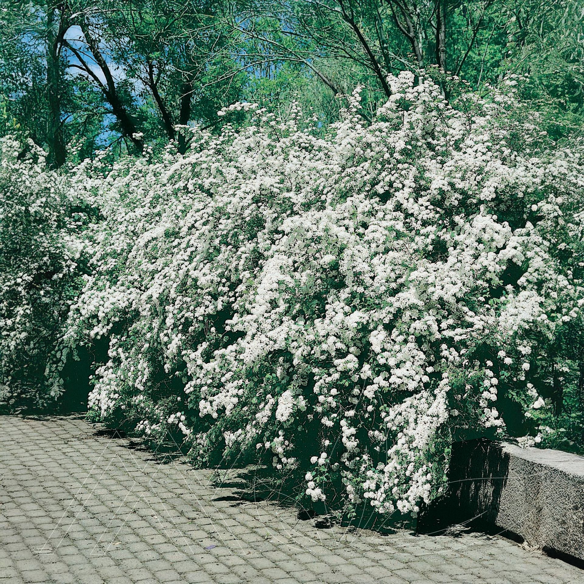 Bridal Wreath Spirea