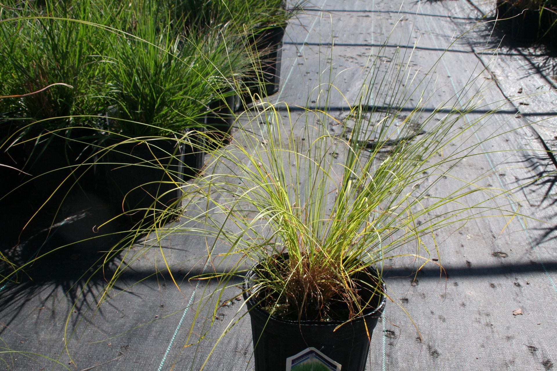 Prairie Dropseed Grass