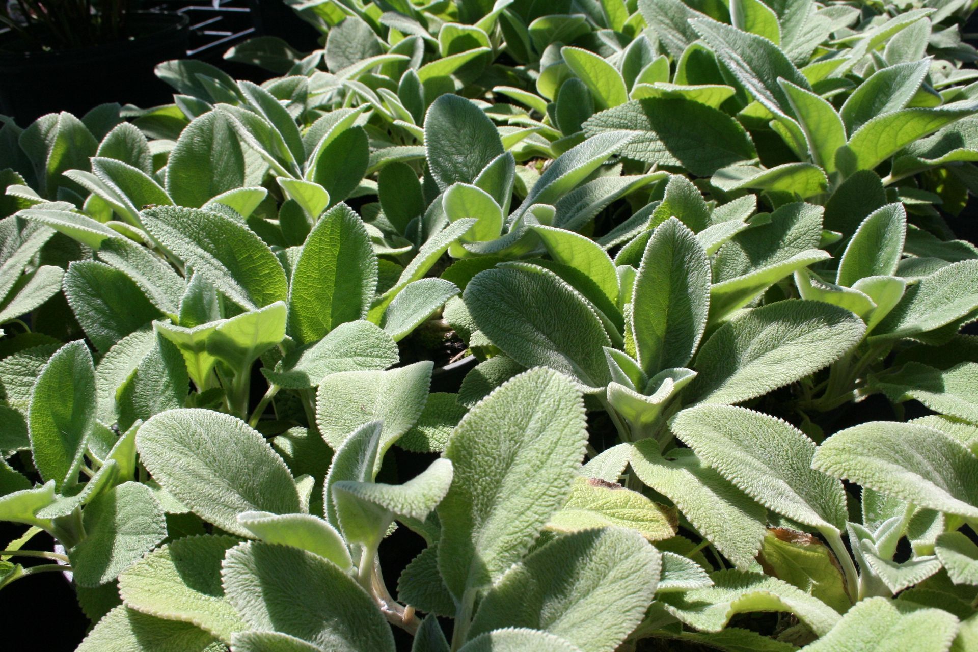 Giant Lambs Ears