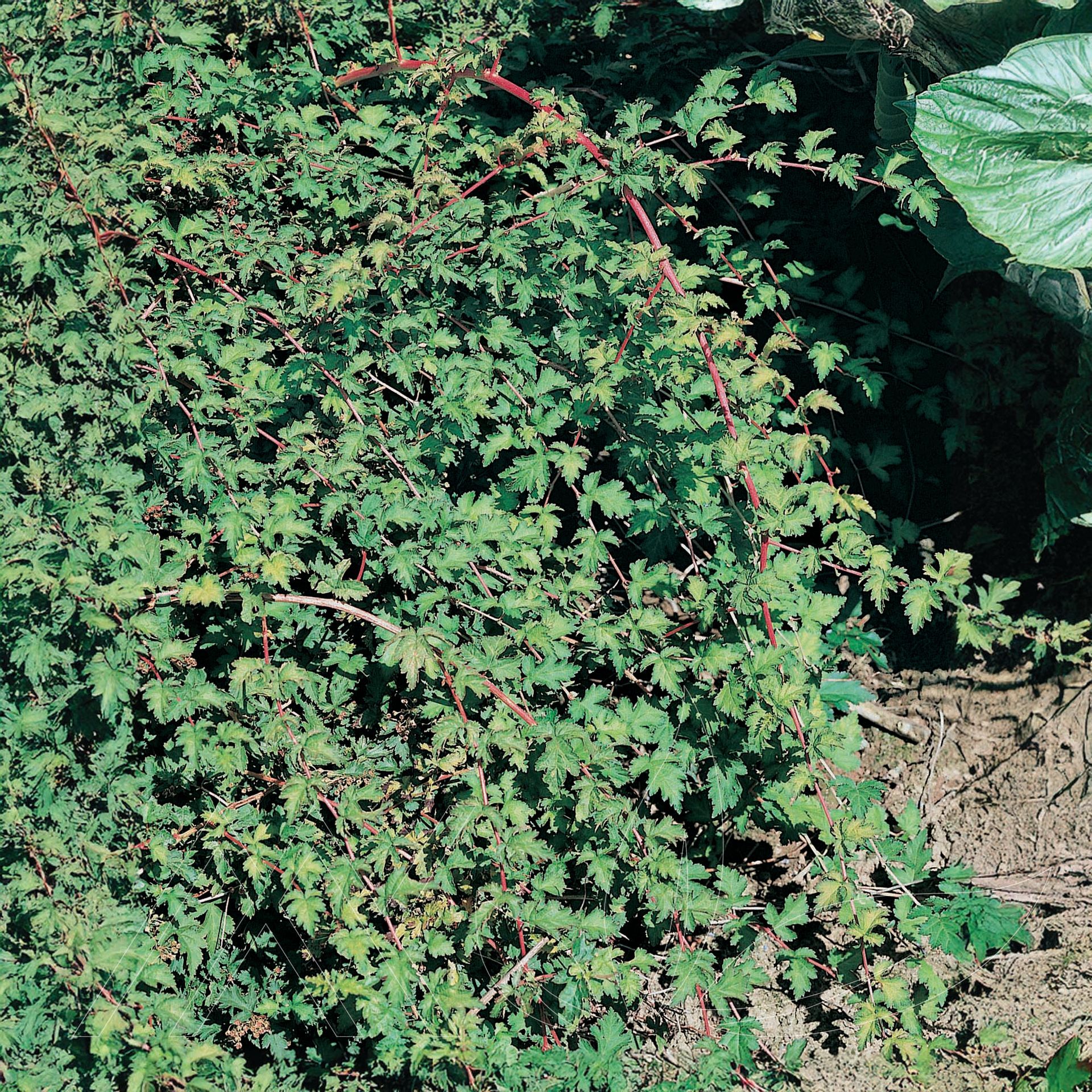 Cutleaf Stephanandra