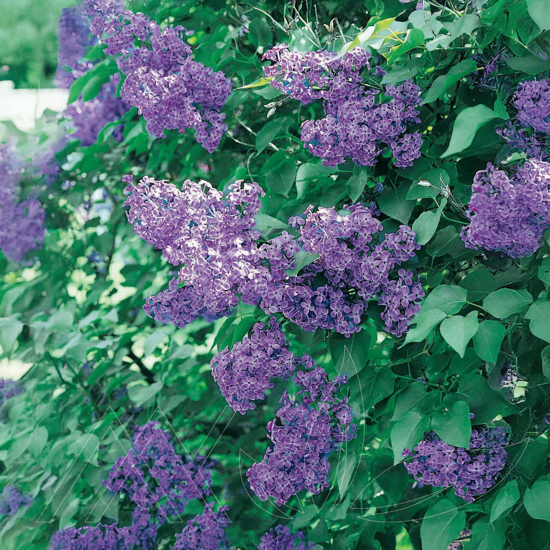 Pocahontas Lilac