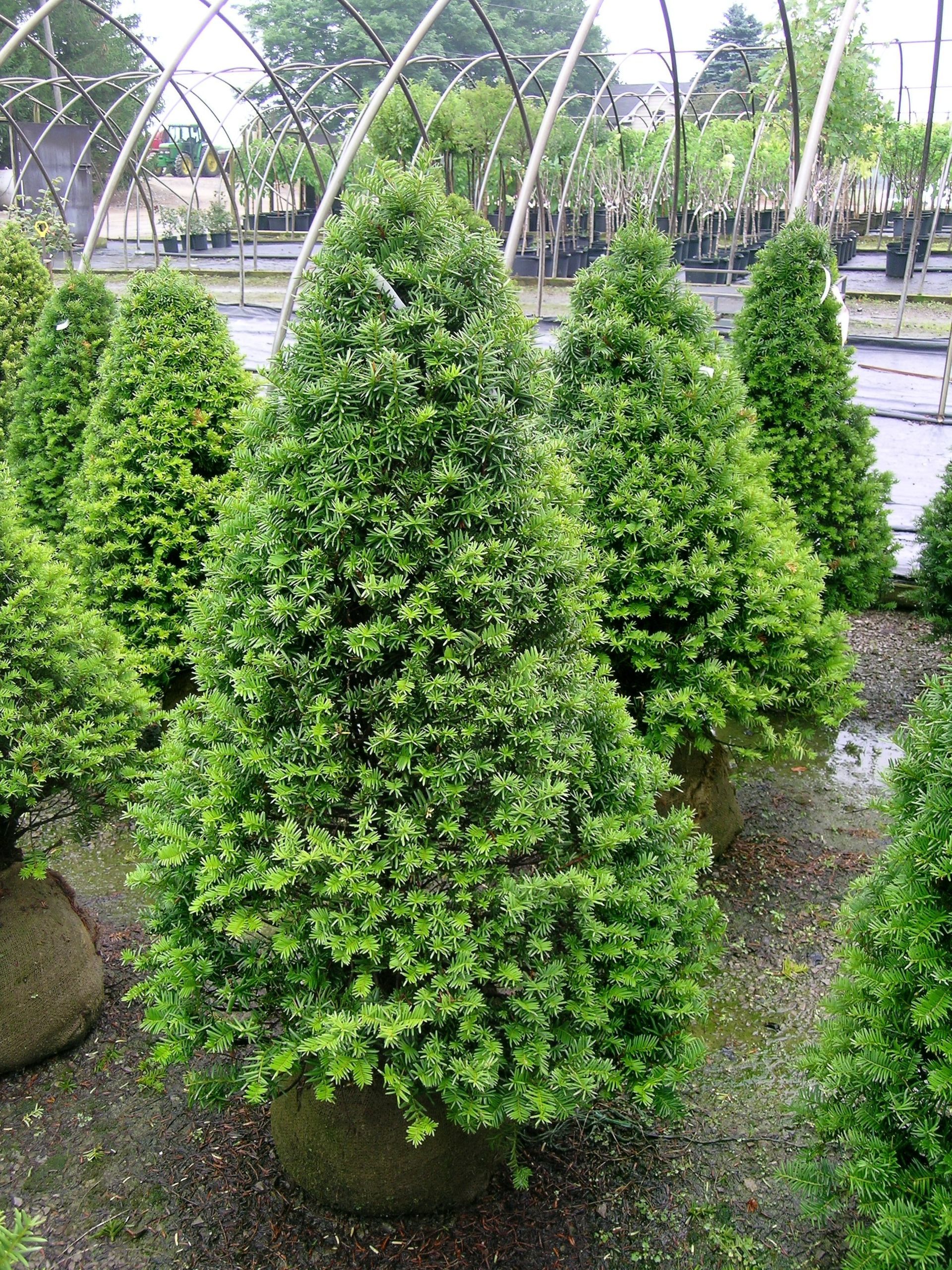 Clipped Pyramidal Japanese Yew