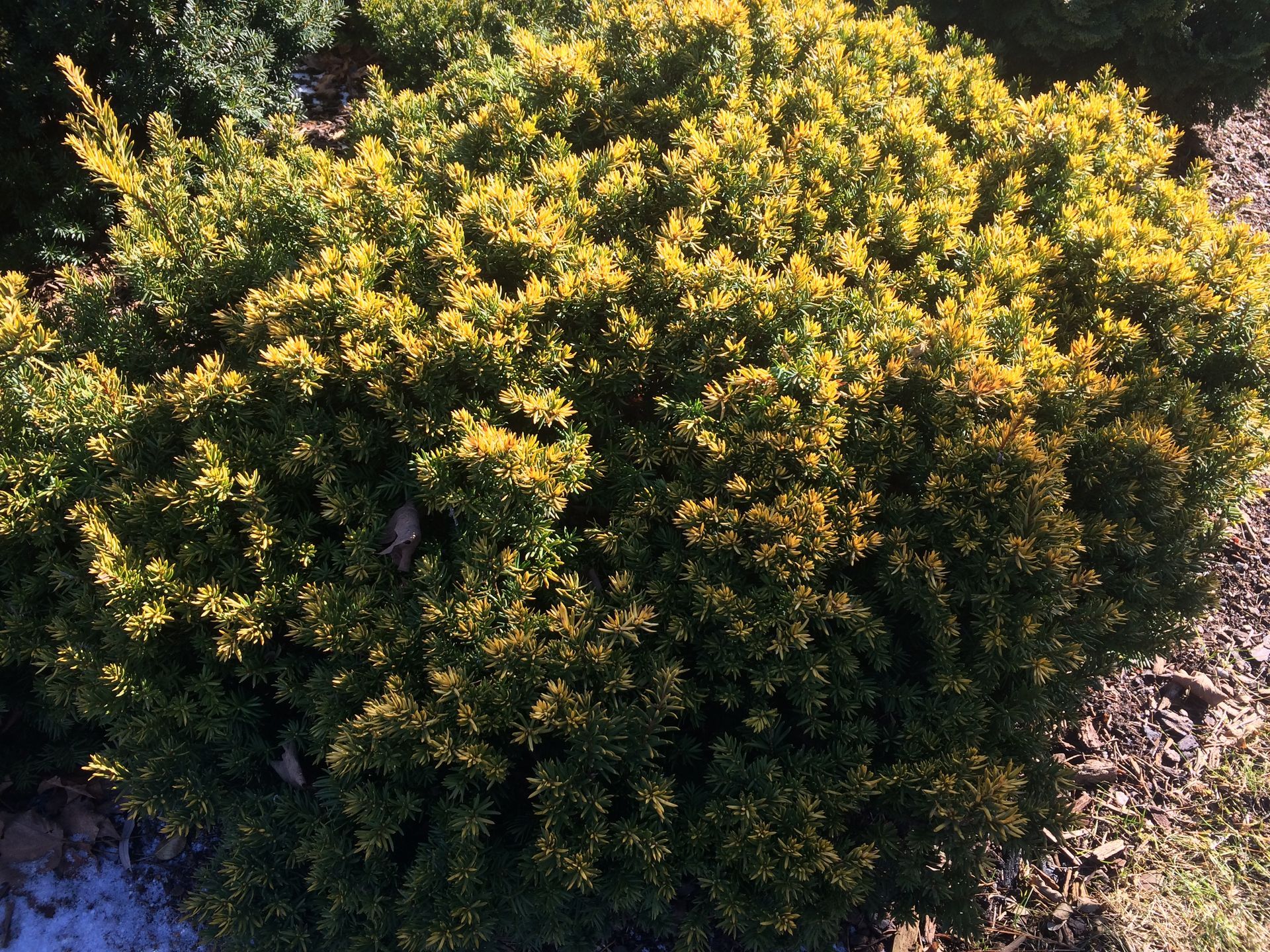 Dwarf Japanese Yellow Yew