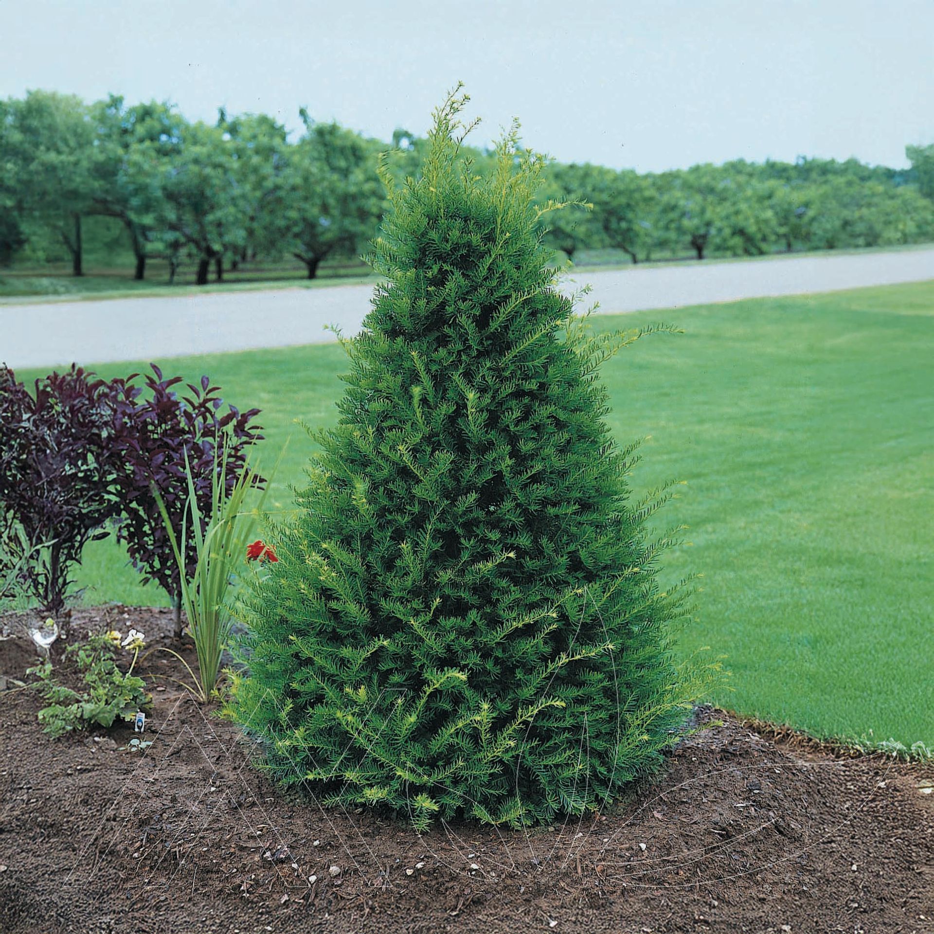 Clipped Pyramidal Japanese Yew