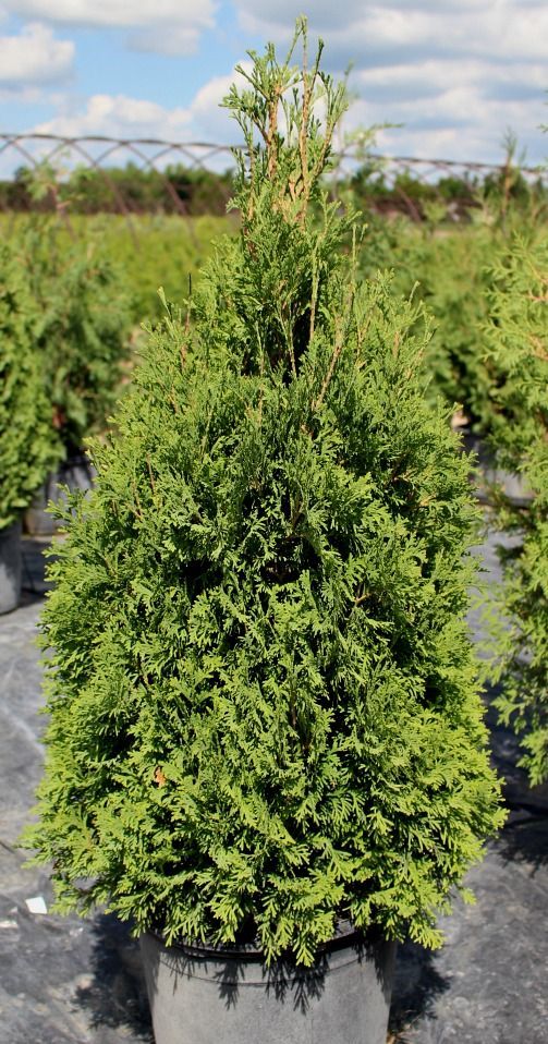 Skinner's Dwarf Cedar
