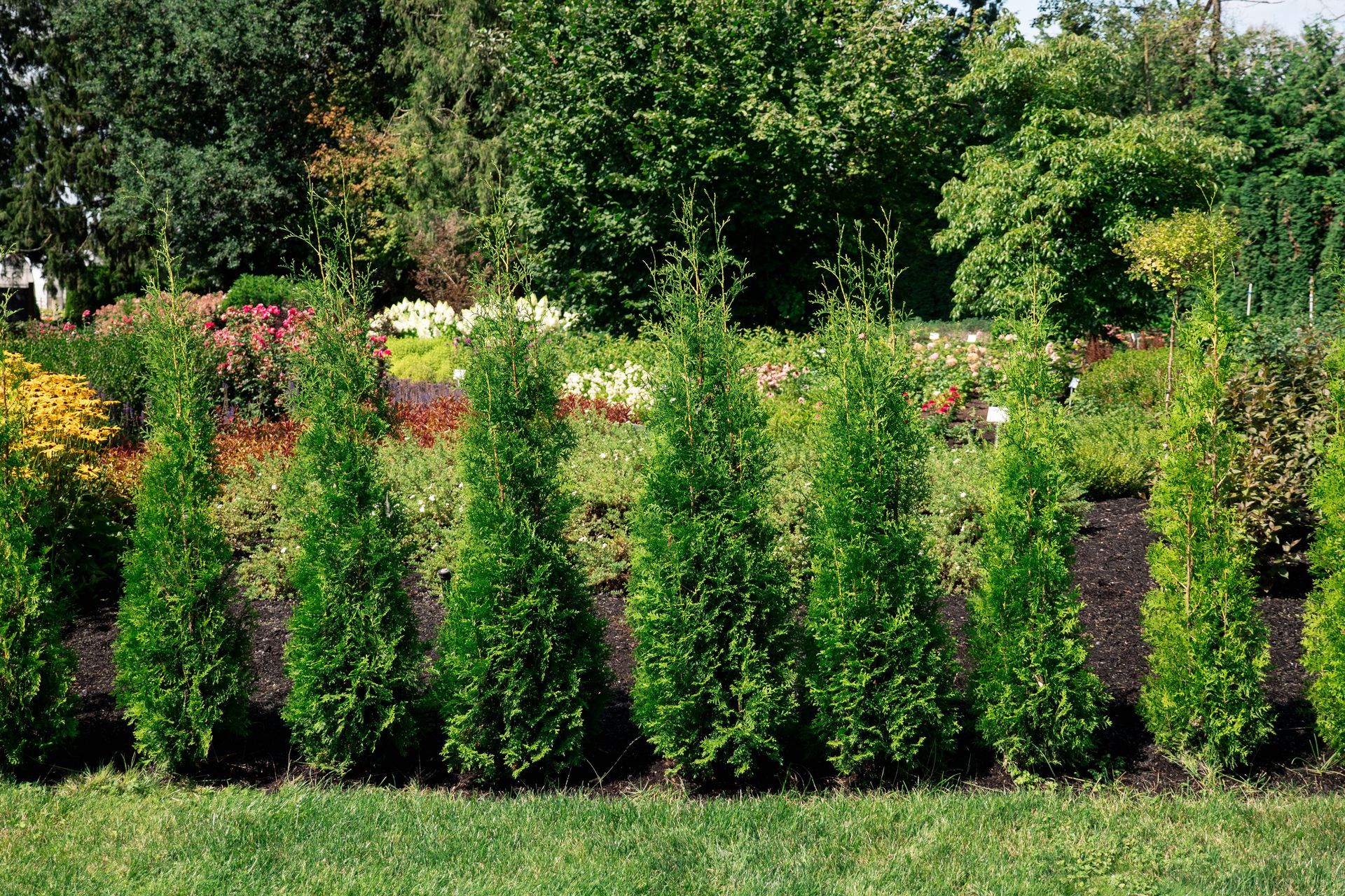 Private Jet™ Cedar