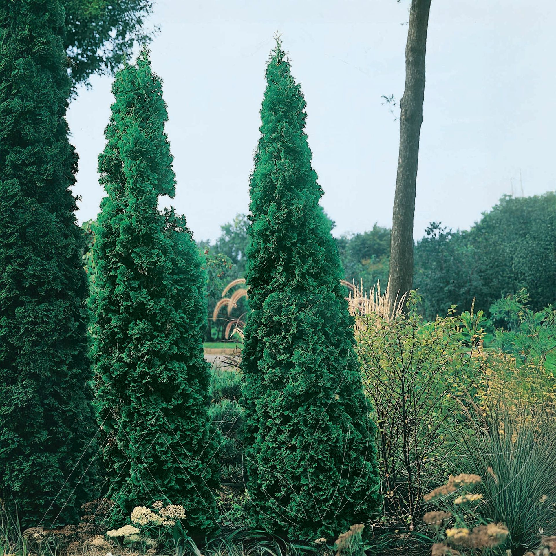 DeGroot's Spire Cedar