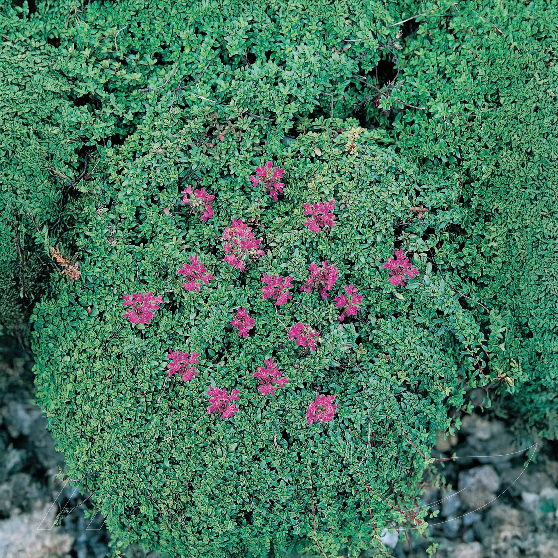 Red Creeping Thyme