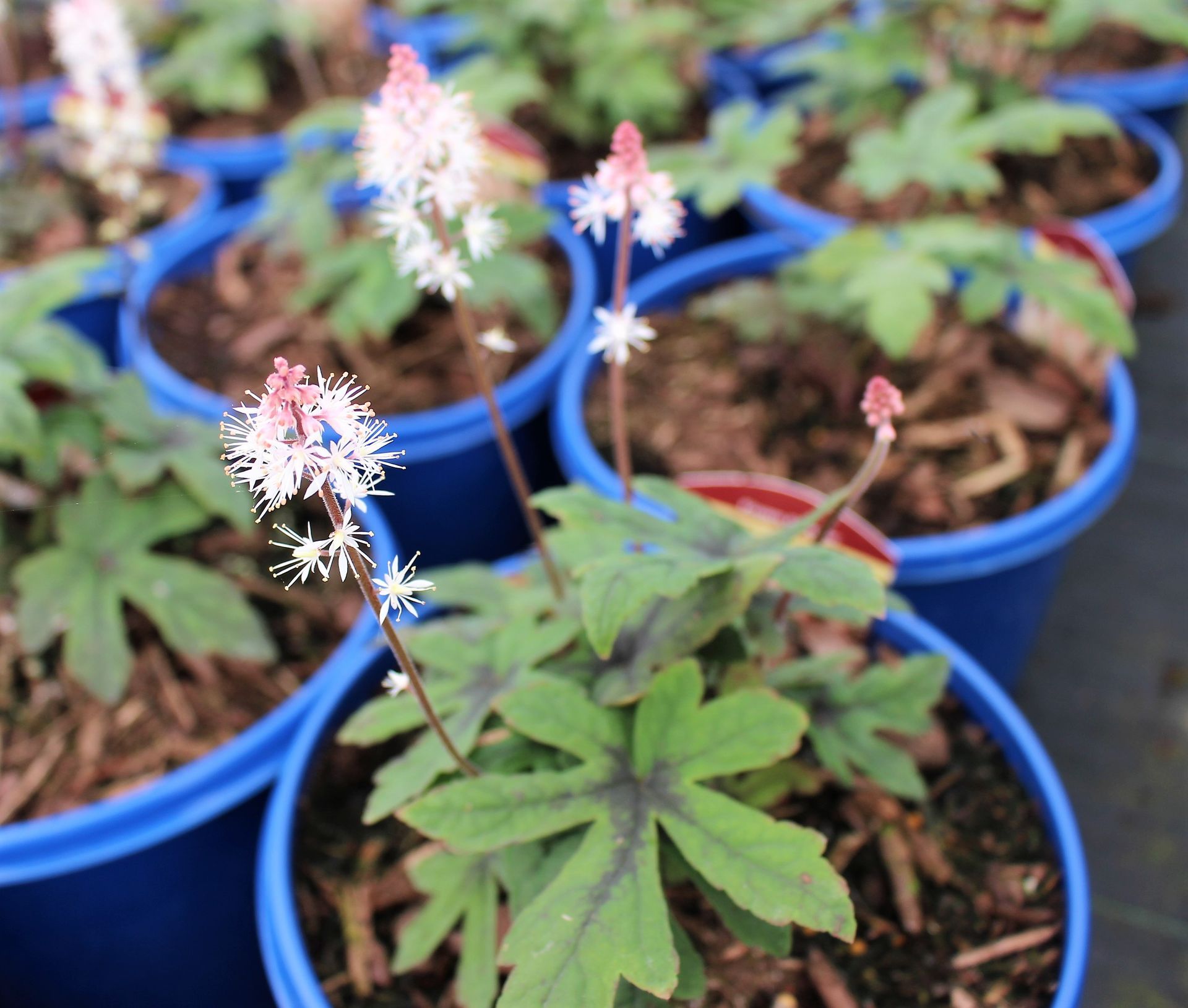 Spring Symphony Foamflower