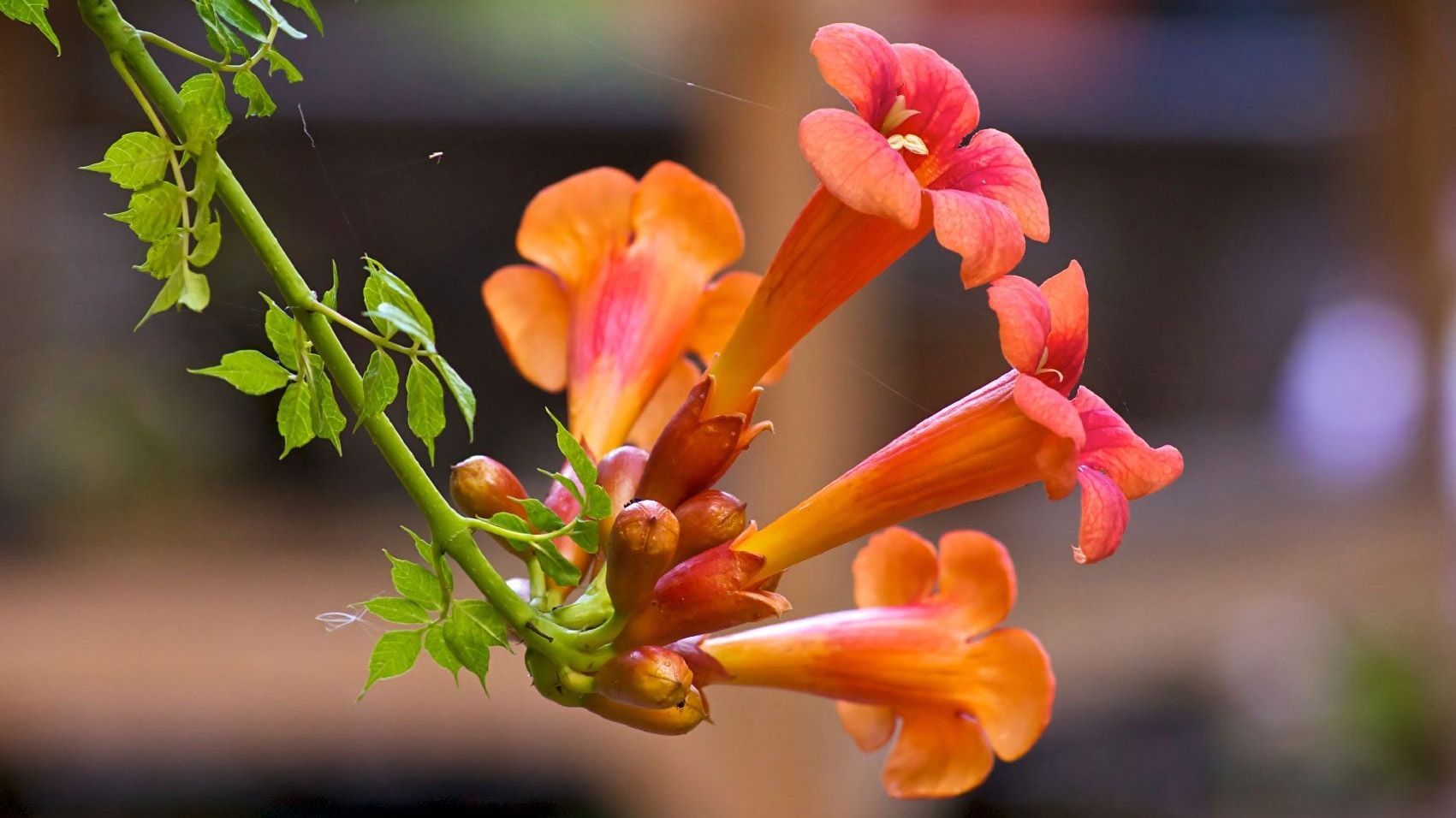 Trumpet Vine