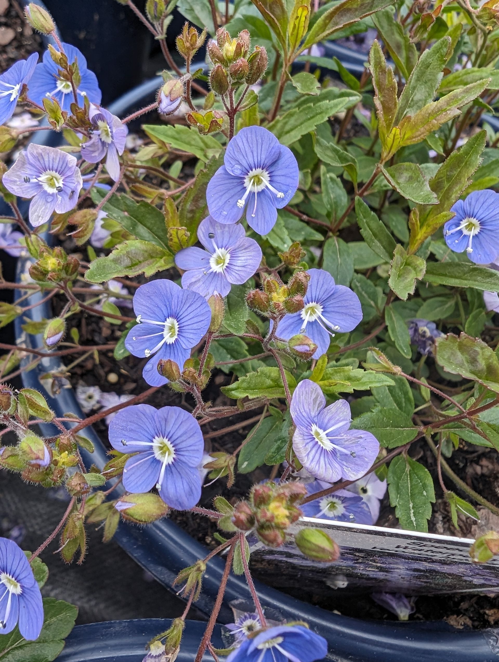 Waterperry Blue Speedwell