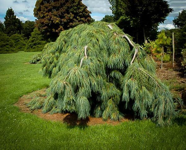 Weeping White Pine
